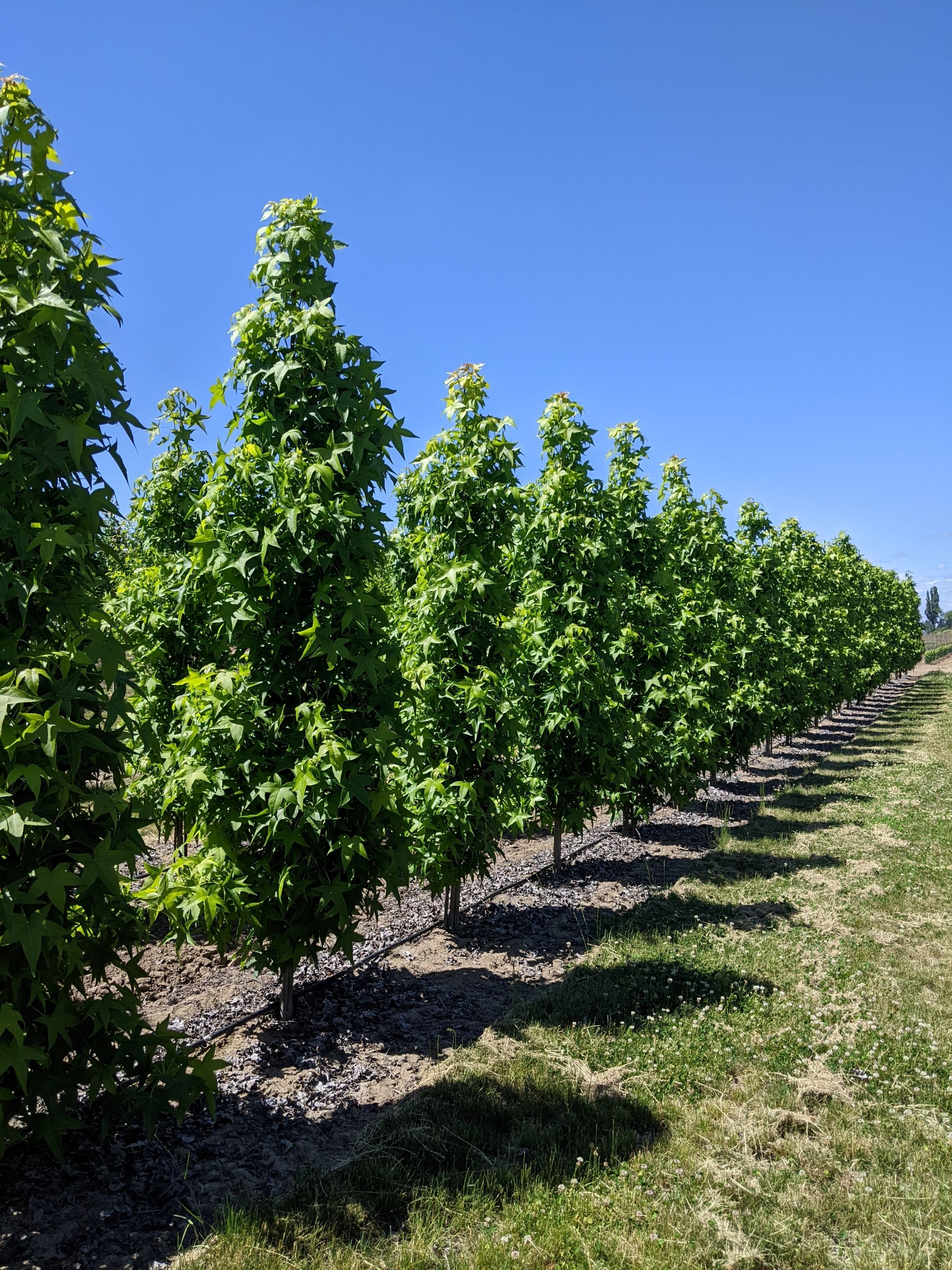 Slender Shade Tree Slender Silhouette Sweetgum | Liquidambar styraciflua 'Slender ...