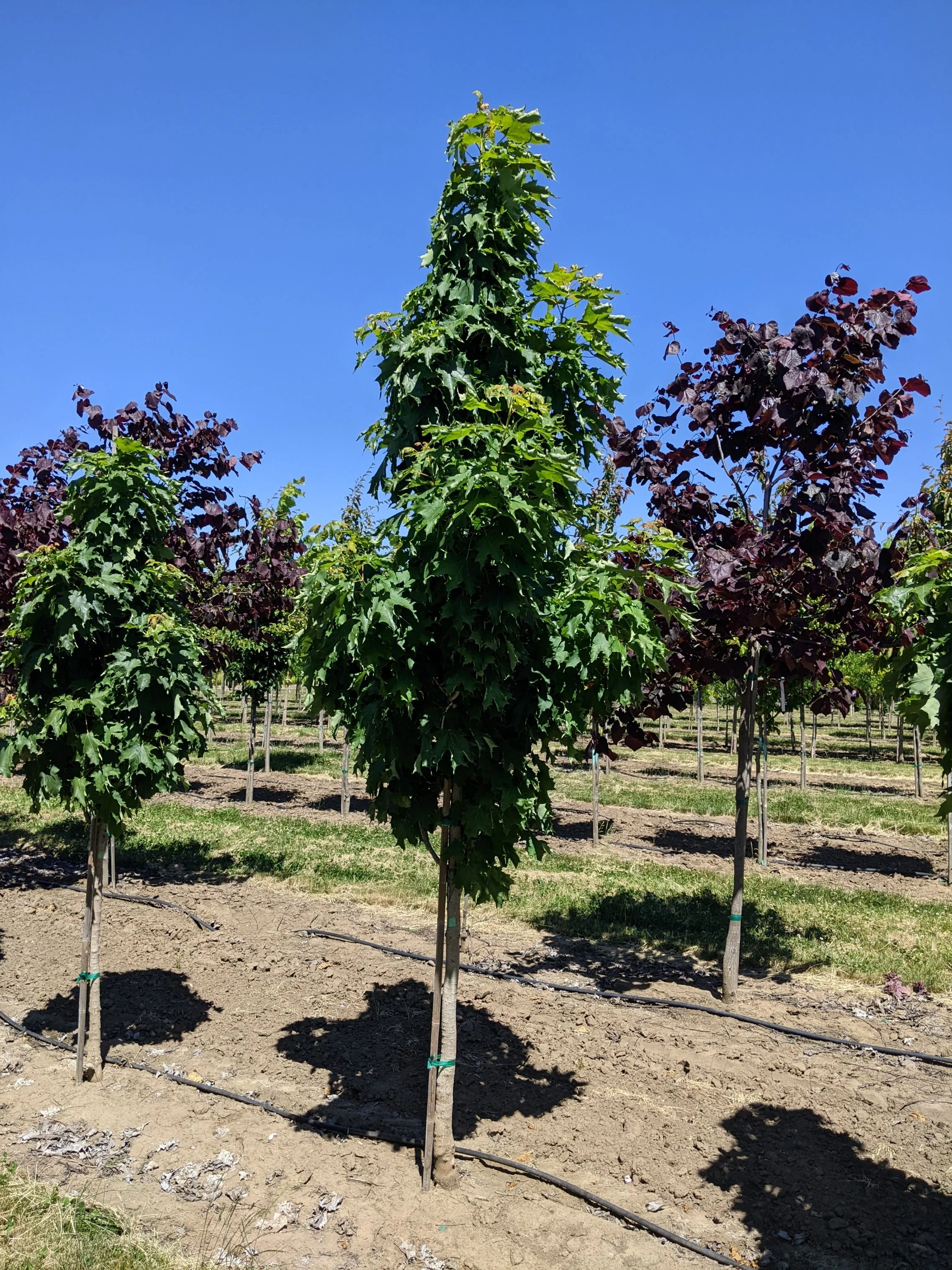 Apollo Maple Fall Color Apollo® Maple | Acer saccharum 'Barrett Cole' — Northwest Shade Trees