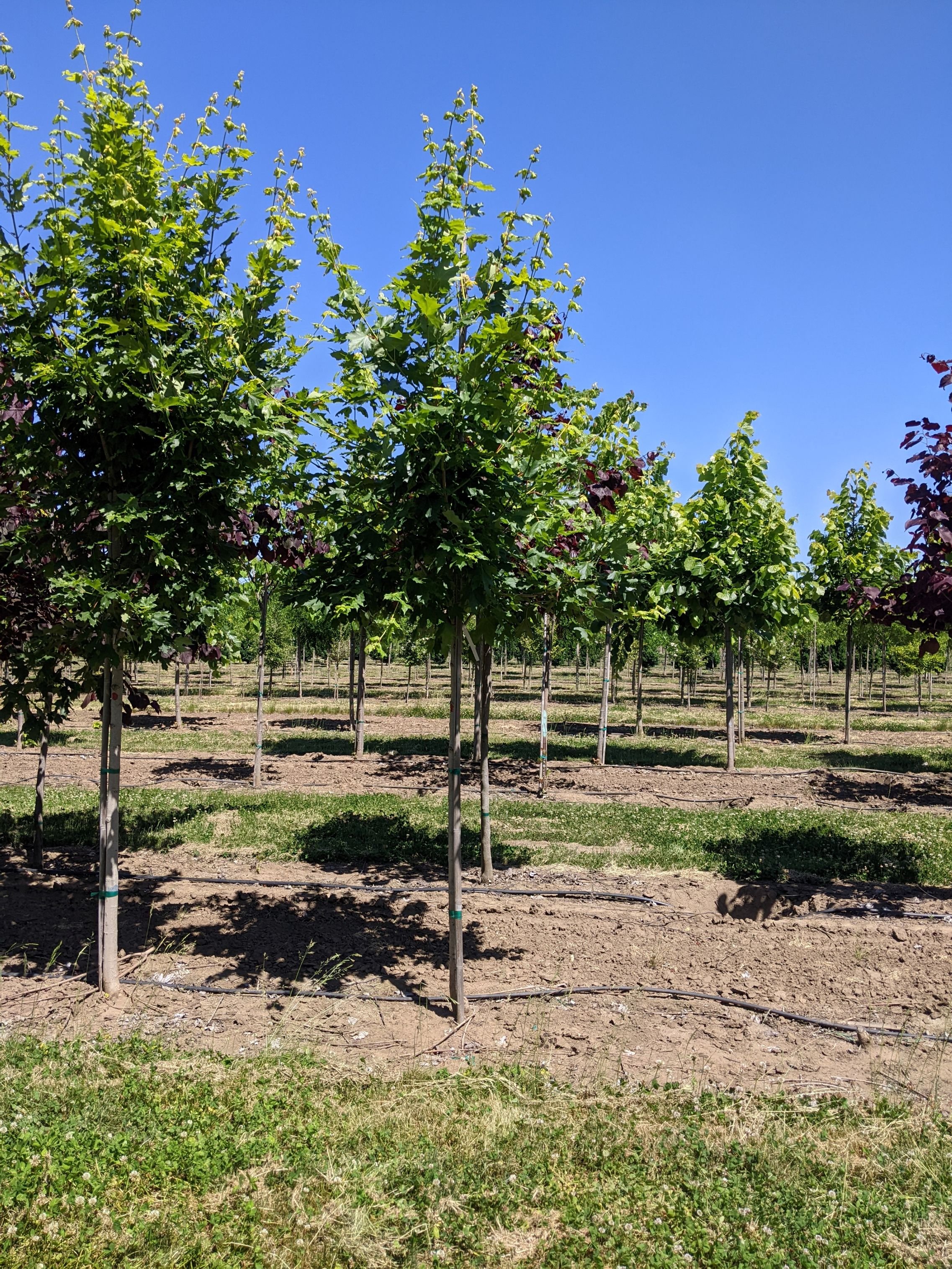 Commemoration® Maple | Acer saccharum 'Commemoration' — Northwest Shade ...