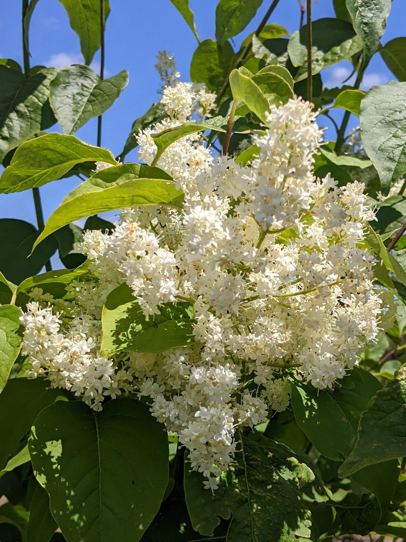 Ivory Silk® Japanese Tree Lilac | Syringa reticulata 'Ivory Silk ...