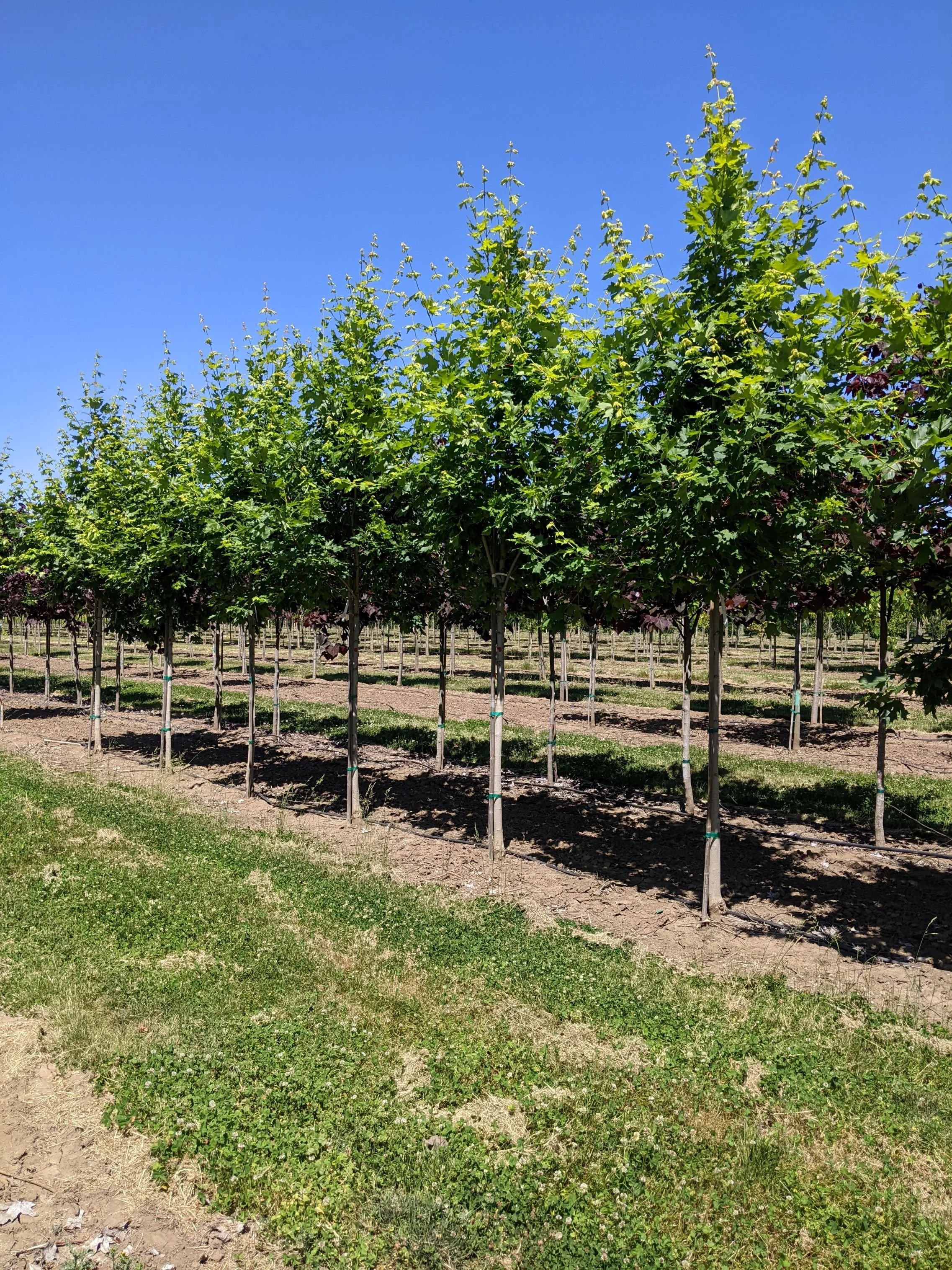 Commemoration® Maple | Acer saccharum 'Commemoration' — Northwest Shade ...