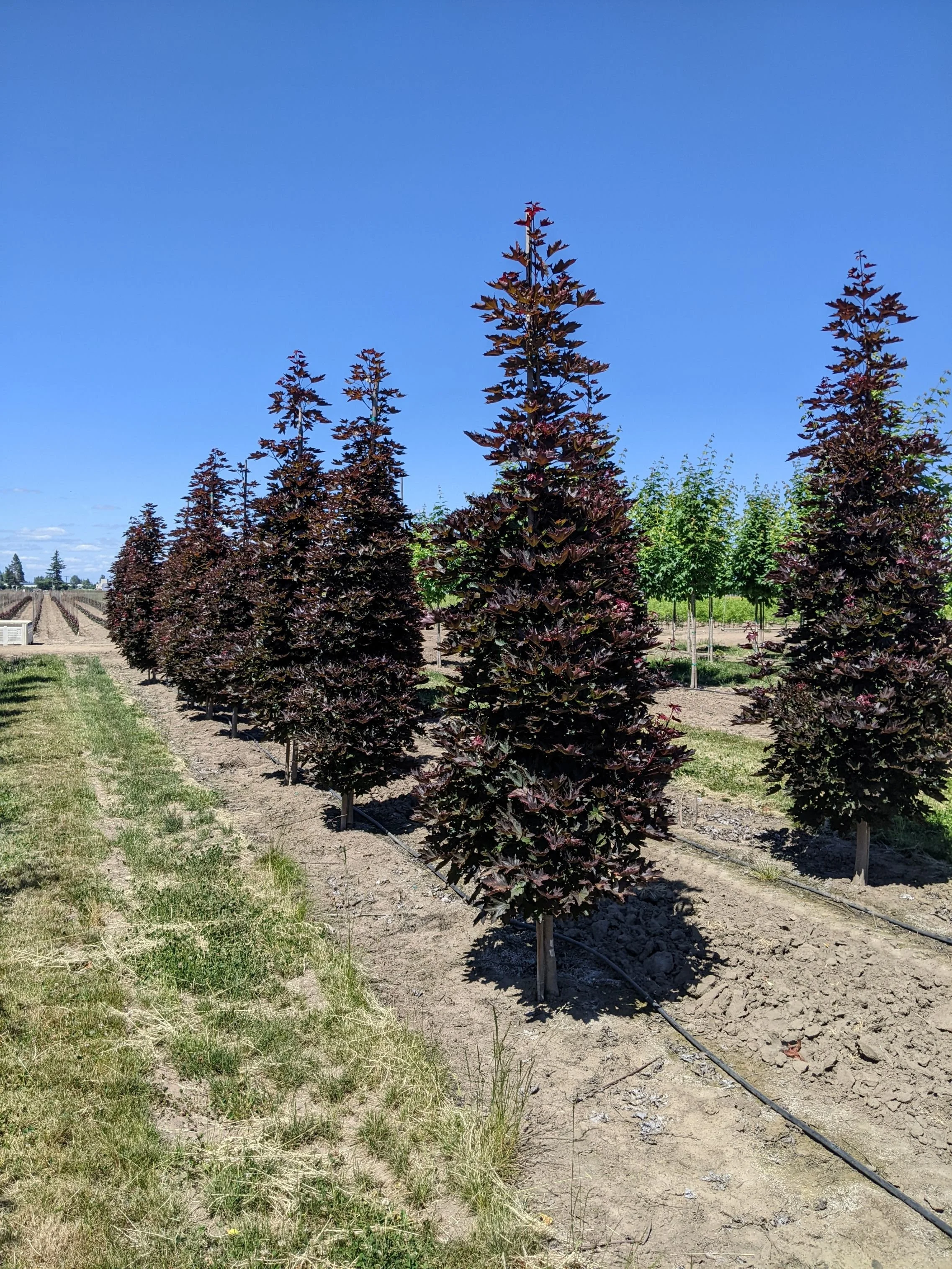 Crimson Sentry Maple | Acer platanoides 'Crimson Sentry' — Northwest ...