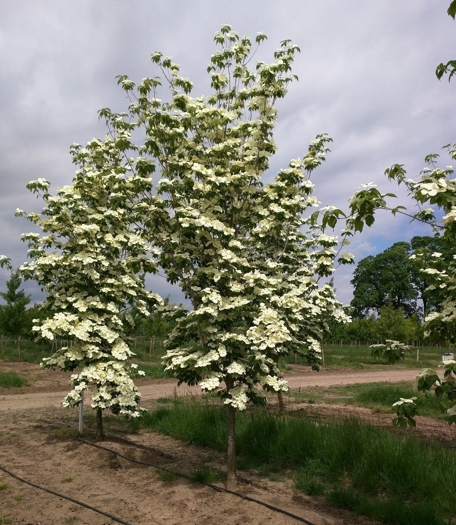 Cornus Cornus x rutgersensis Celestial® | Rutgers Hybrid Dogwood 'Rutdan ...