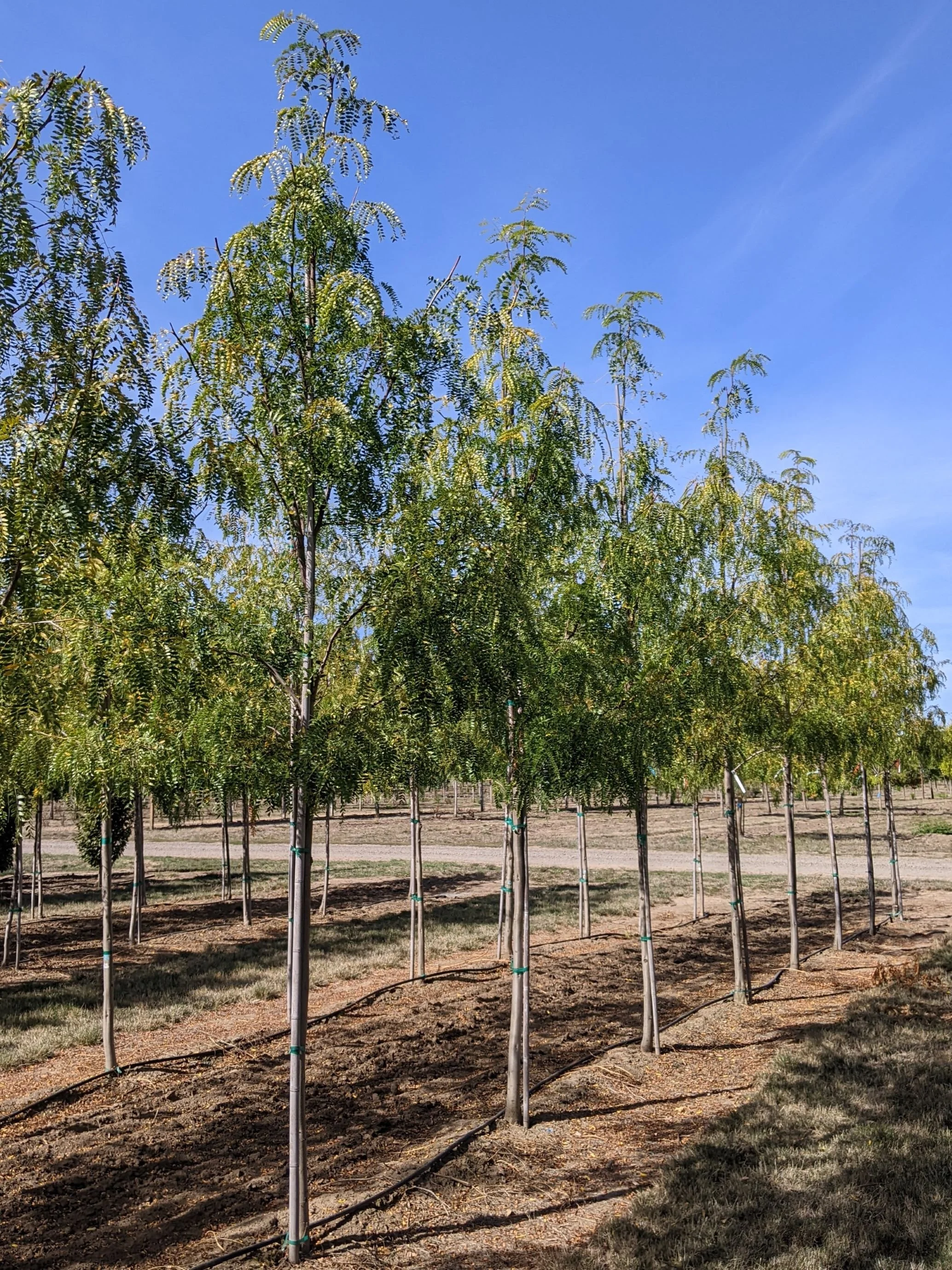 Northern Sentinel® Honeylocust | Gleditsia triacanthos 'JFS GMorgenson1 ...
