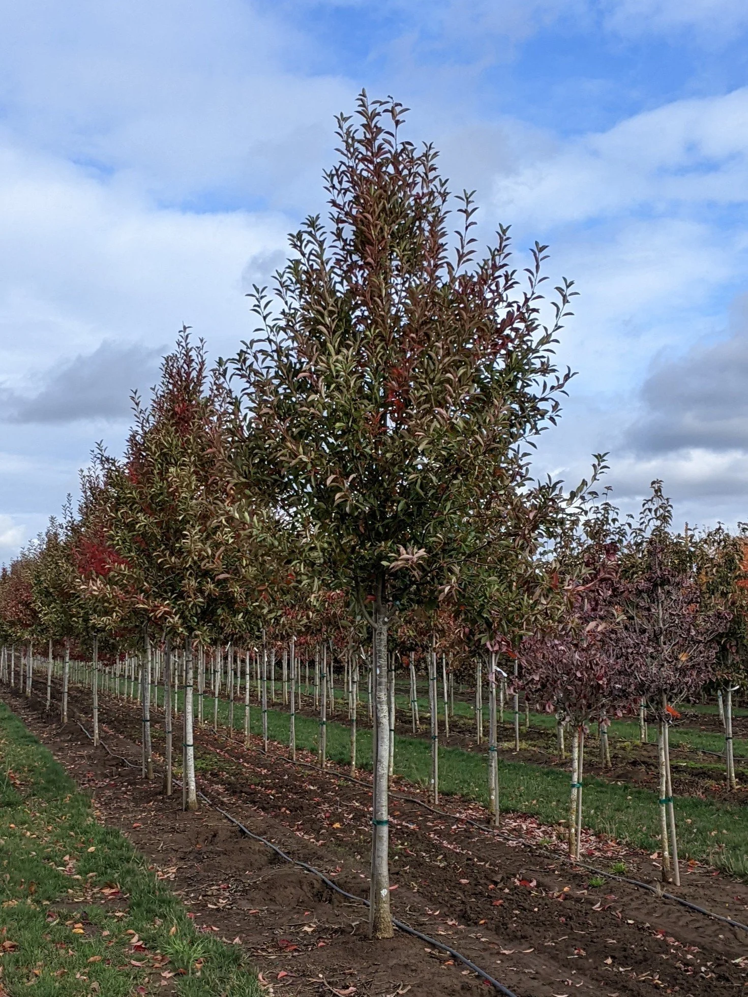Green Gable™ Tupelo | Nyssa sylvatica 'NSUHH' — Northwest Shade Trees