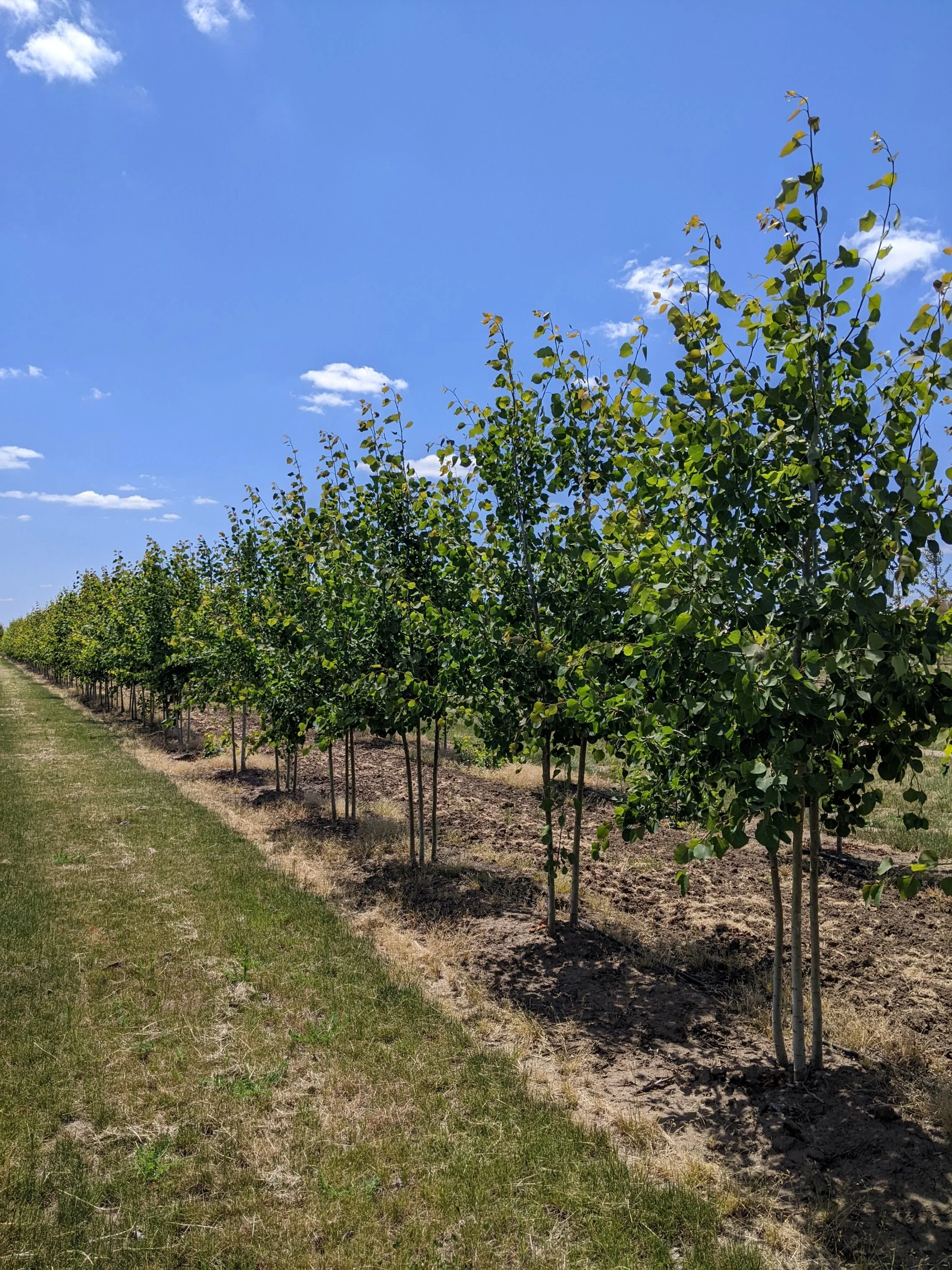Prairie Gold® Aspen | Populus tremuloides 'NE-Arb' — Northwest Shade Trees