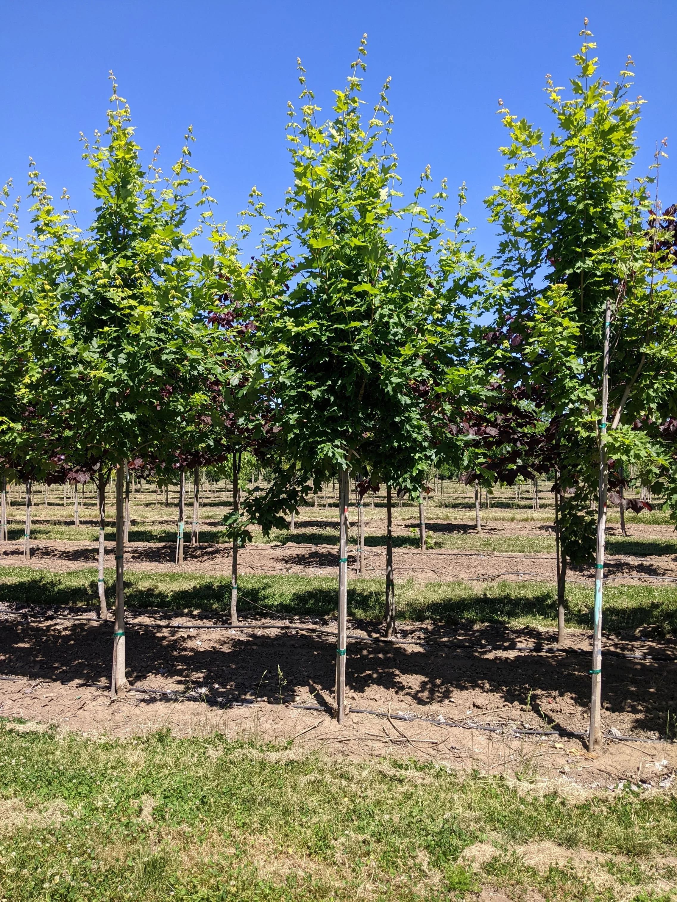 Commemoration® Maple | Acer saccharum 'Commemoration' — Northwest Shade ...