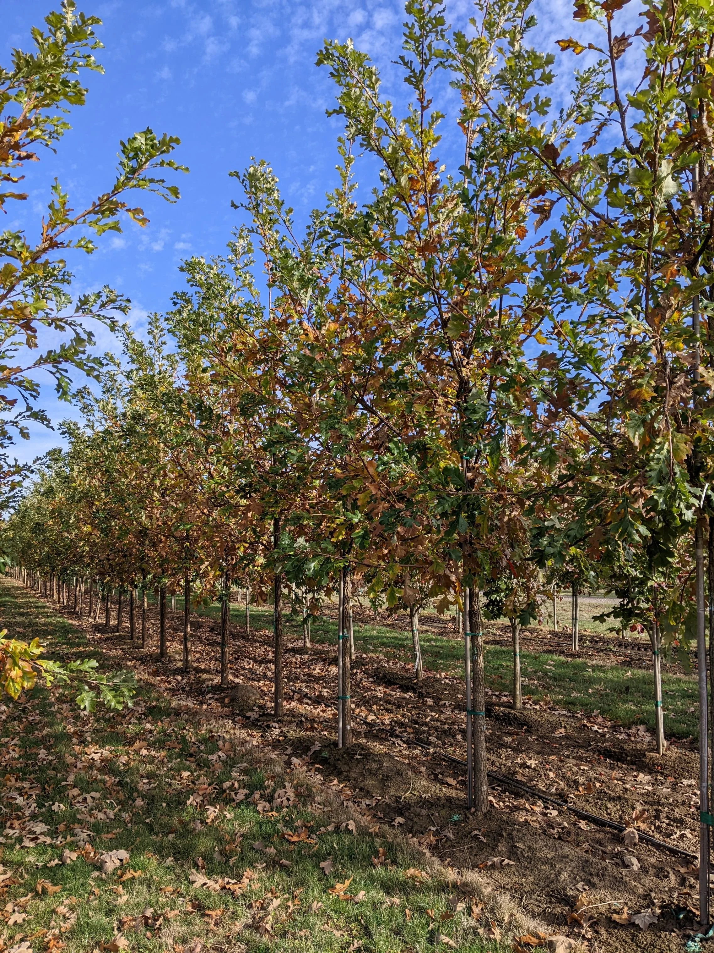 Cobblestone® Oak | Quercus macrocarpa 'JFS-KW14' — Northwest Shade Trees