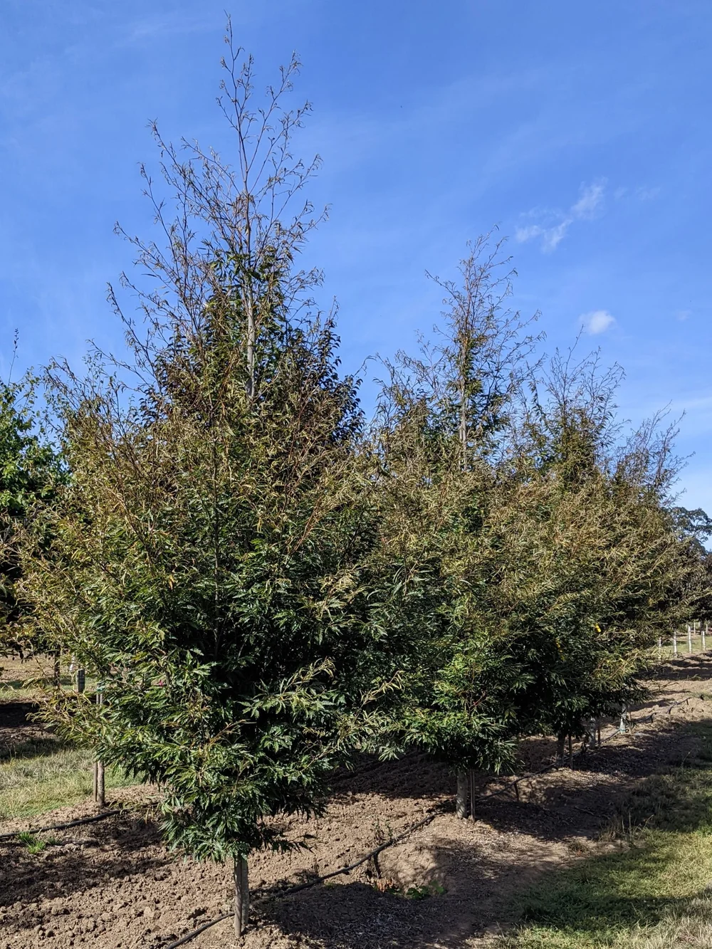 Fernleaf Beech | Fagus sylvatica 'Asplenifolia'  Northwest Shade Trees