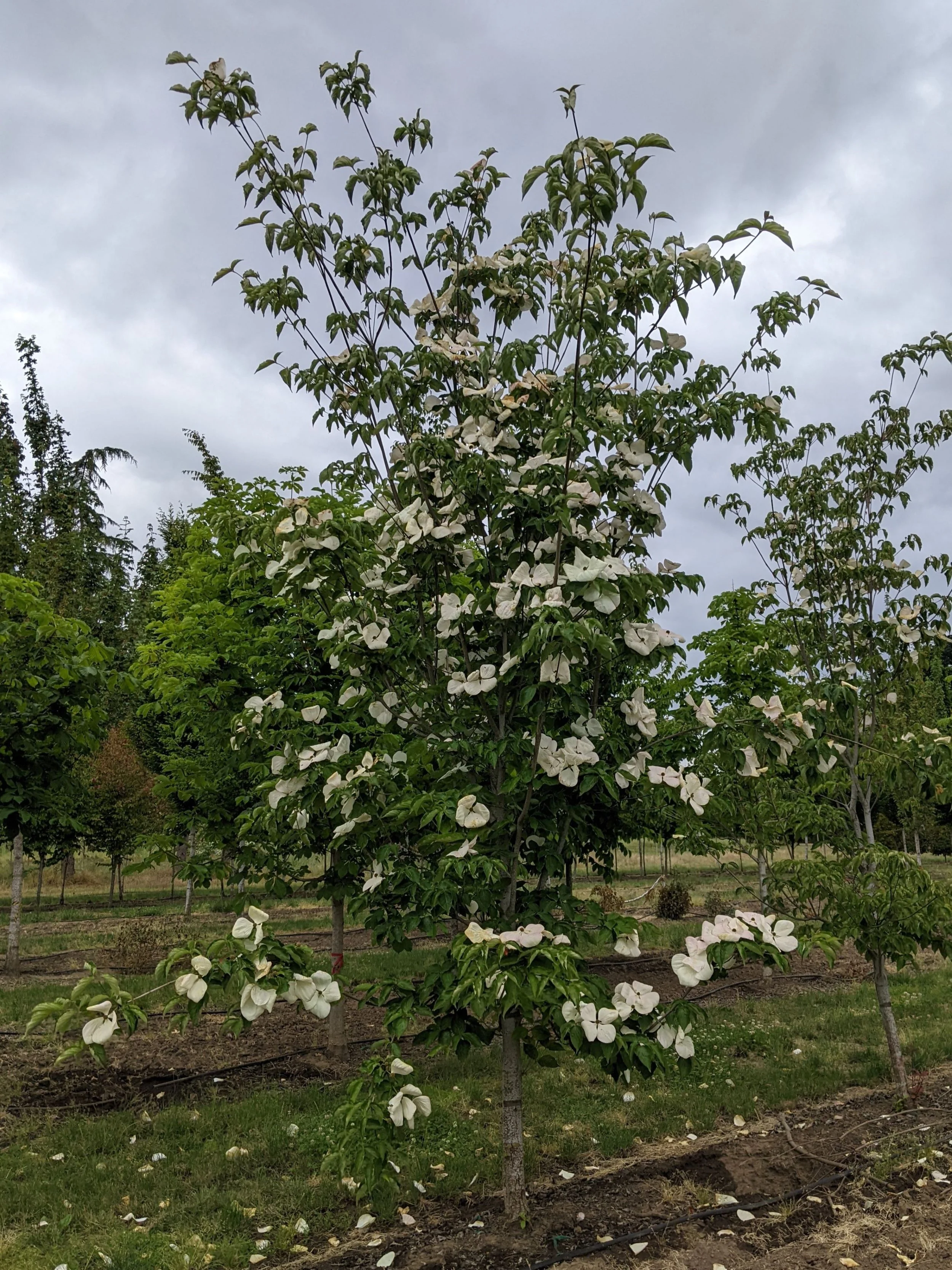 Venus® Dogwood | Cornus kousa x nuttallii 'KN 30-8' — Northwest Shade Trees