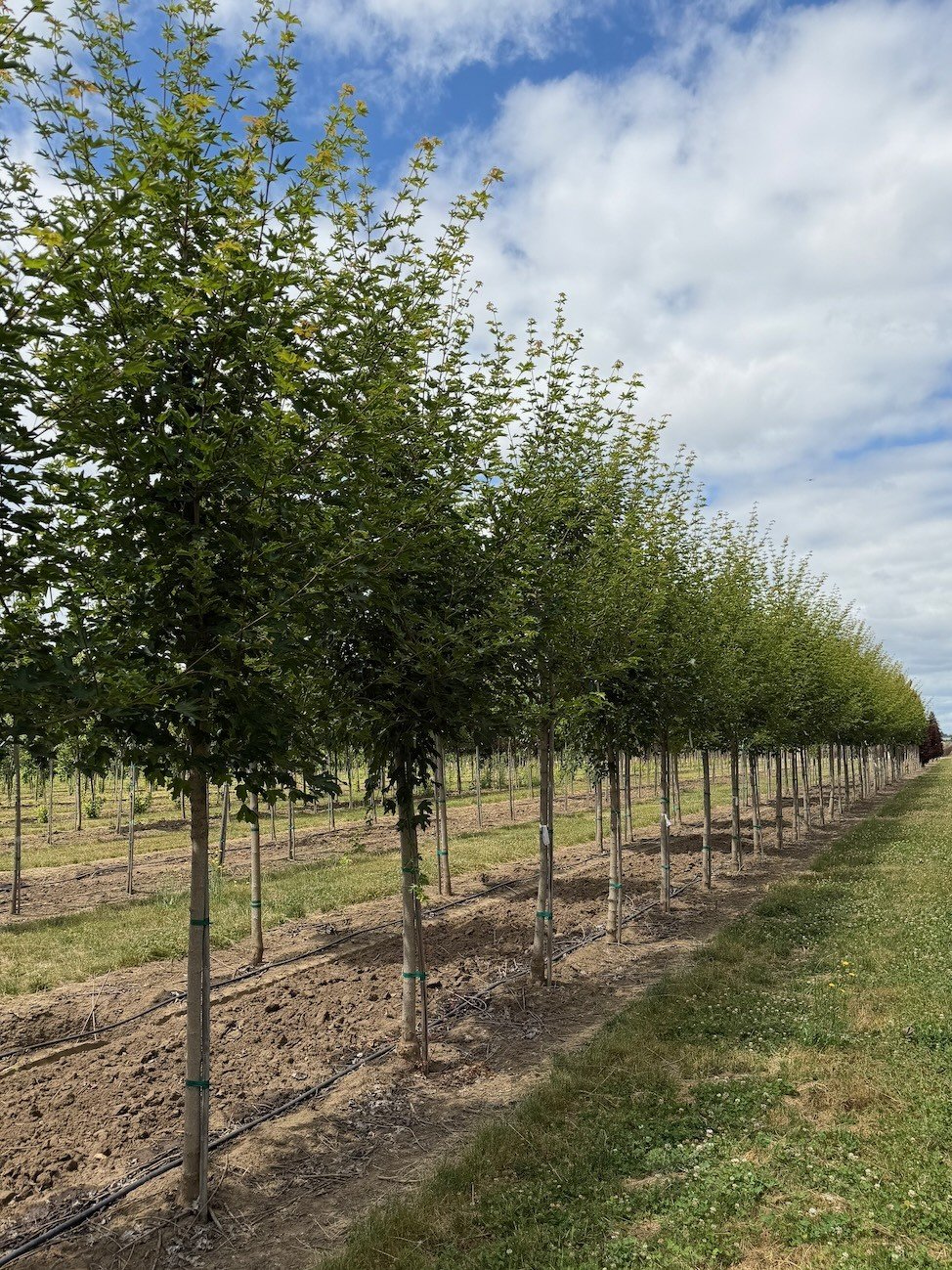 Rugged Ridge® Maple | Acer miyabei 'JFS-KW3AMI' — Northwest Shade Trees