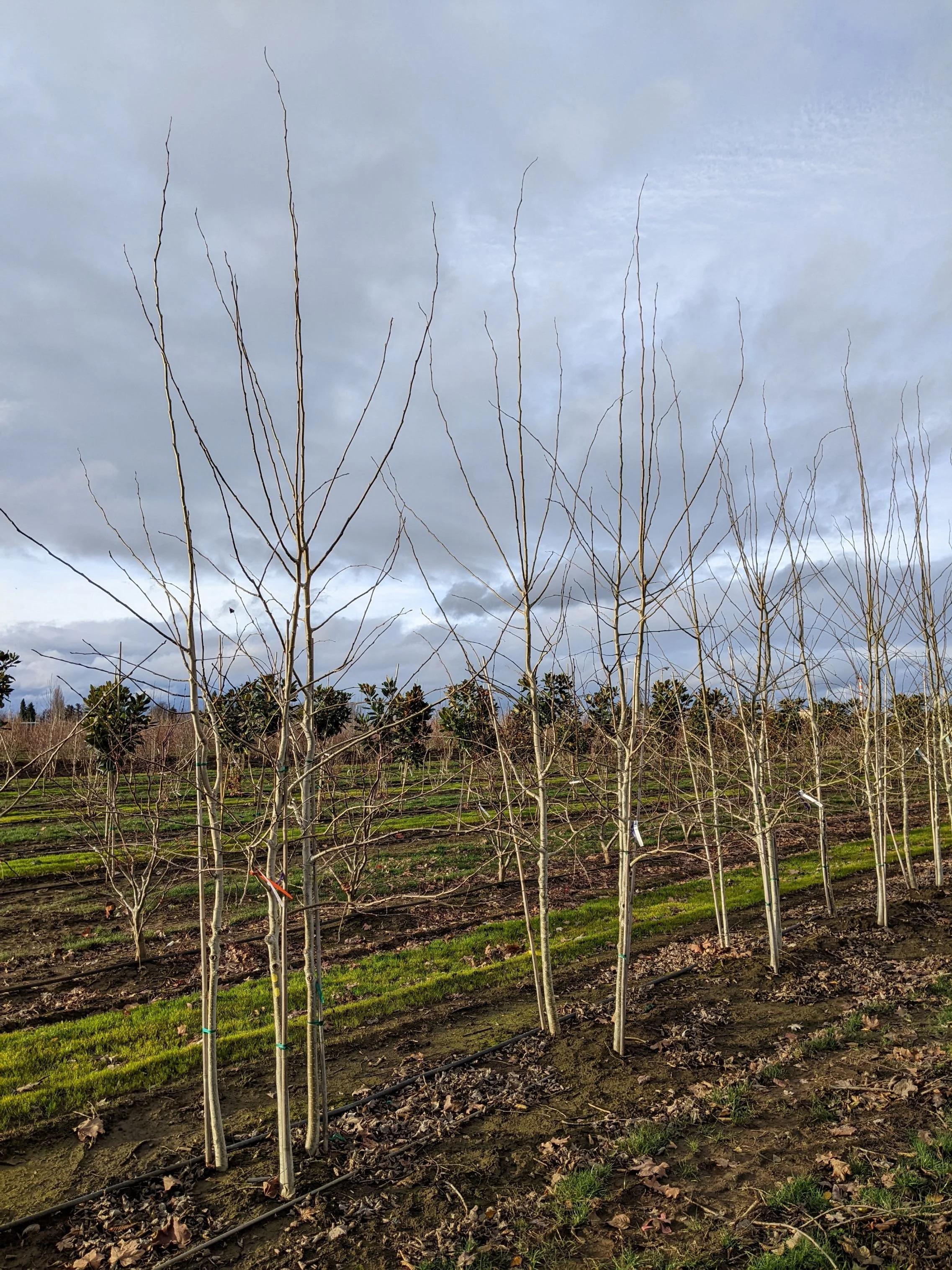 Prairie Gold® Aspen | Populus tremuloides 'NE-Arb' — Northwest Shade Trees