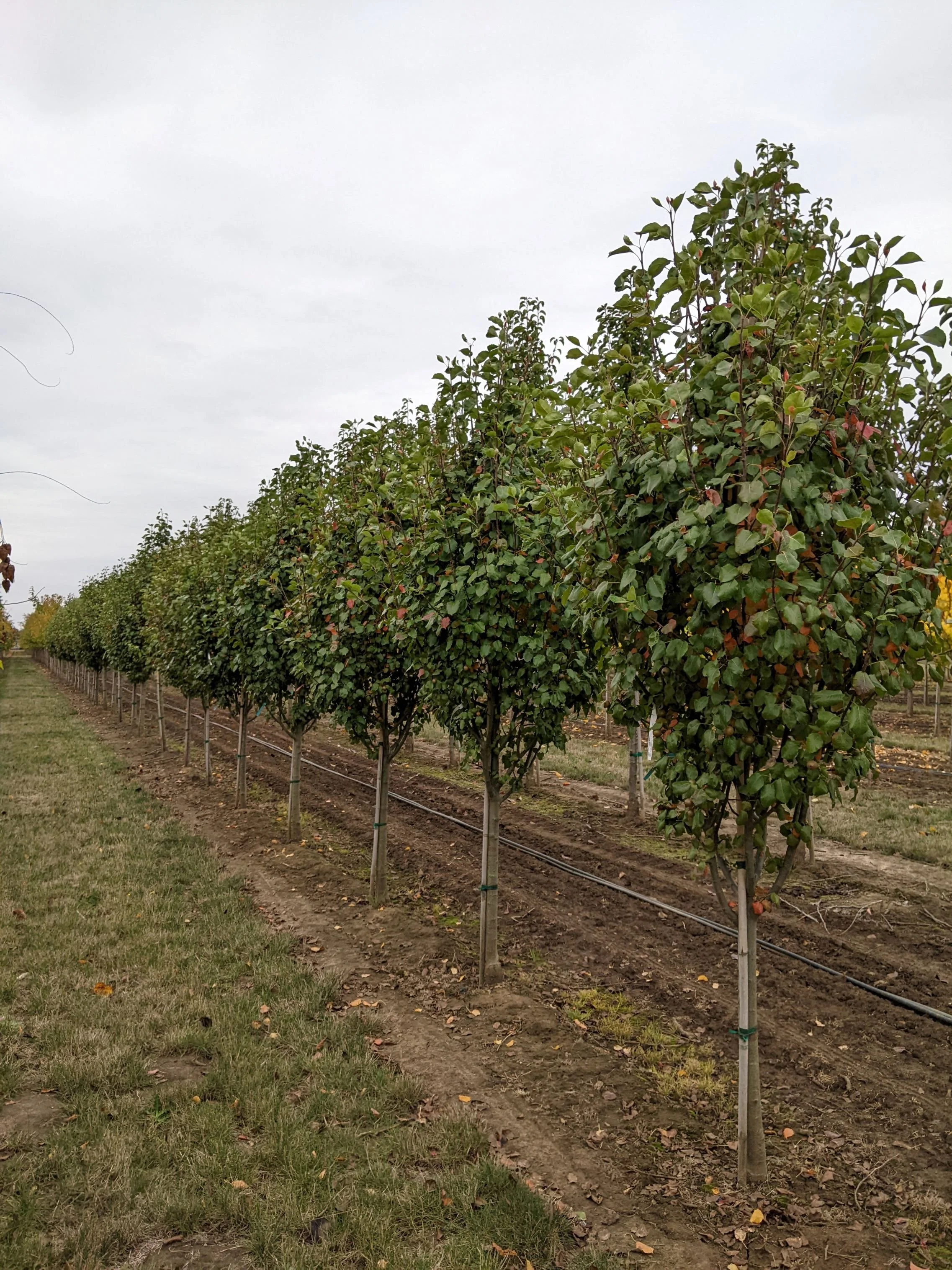 Jack® Pear | Pyrus calleryana 'Jaczam' — Northwest Shade Trees