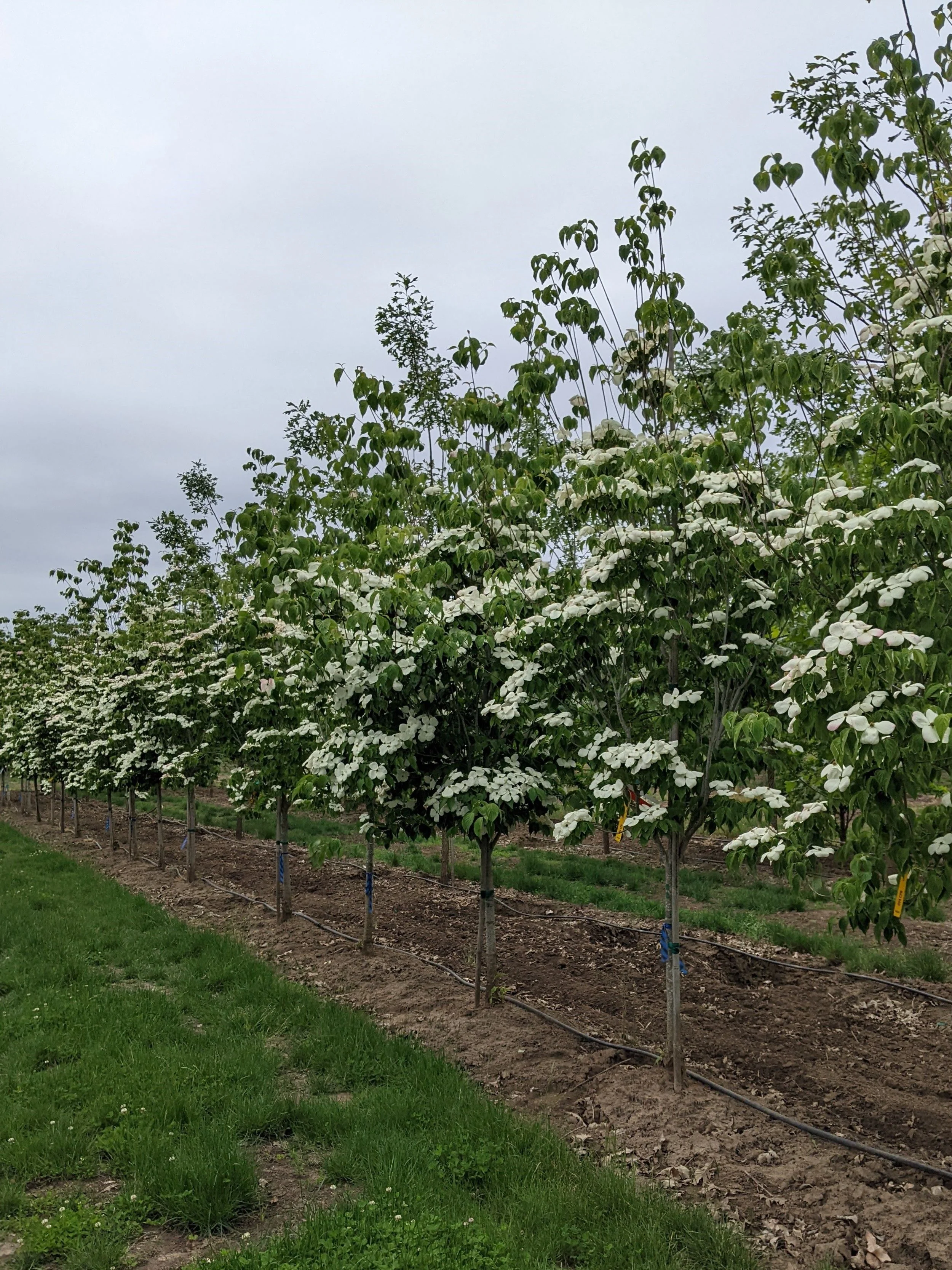 Celestial® Dogwood Cornus x 'Rutdan' — Northwest Shade Trees