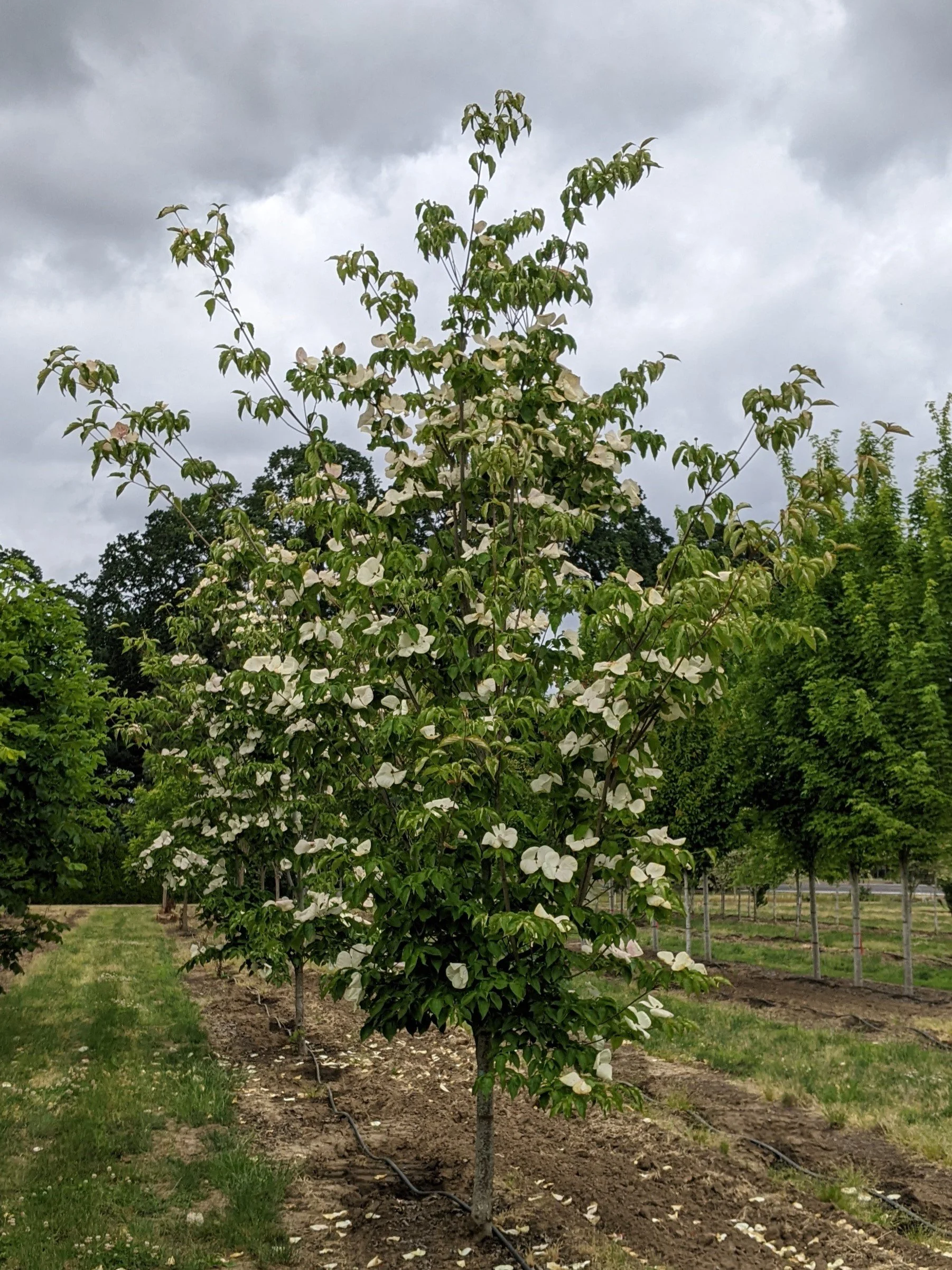 Venus® Dogwood | Cornus kousa x nuttallii 'KN 30-8' — Northwest Shade Trees