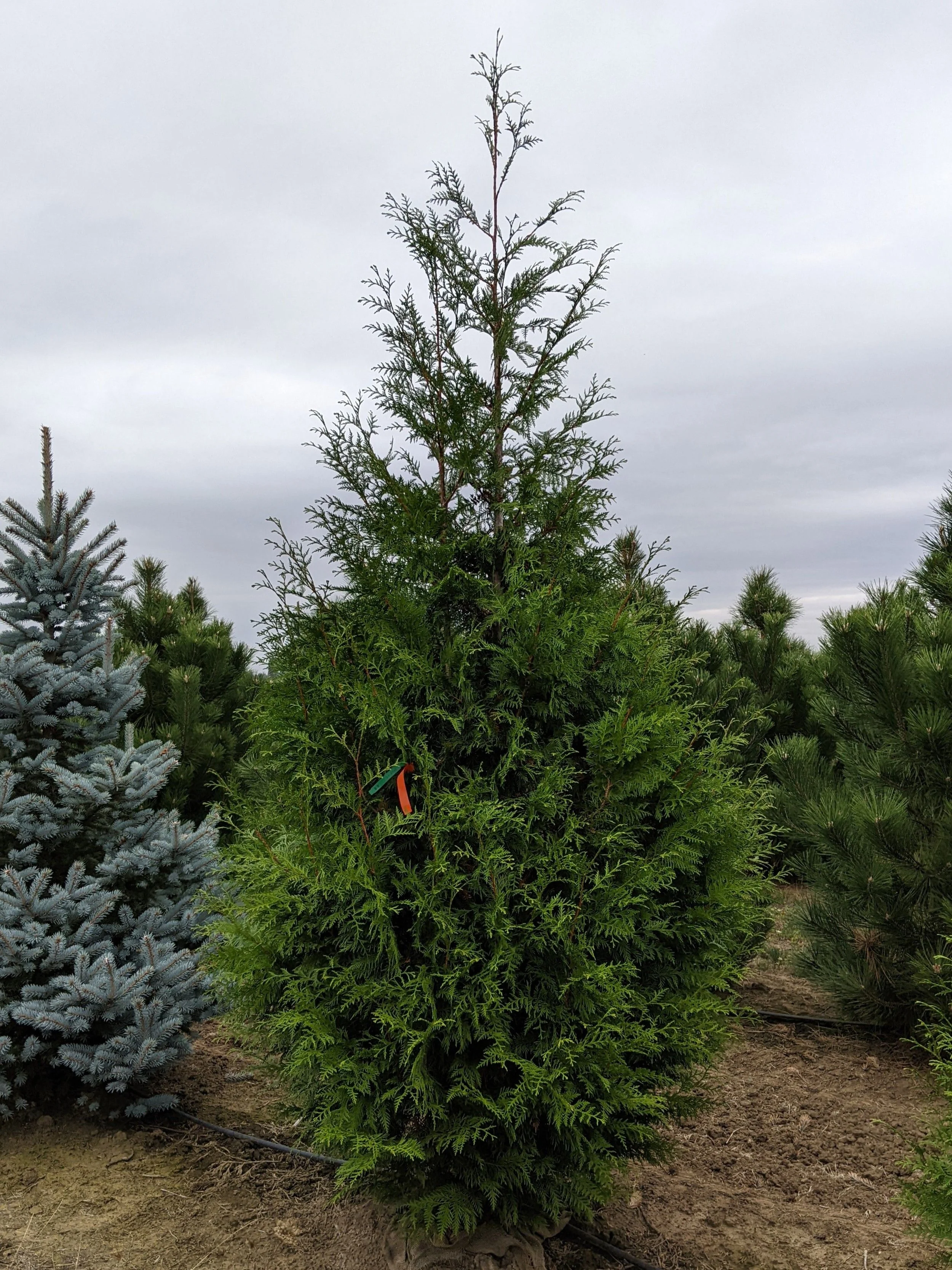 Excelsa Western Red Cedar | Thuja plicata 'Excelsa' — Northwest Shade Trees