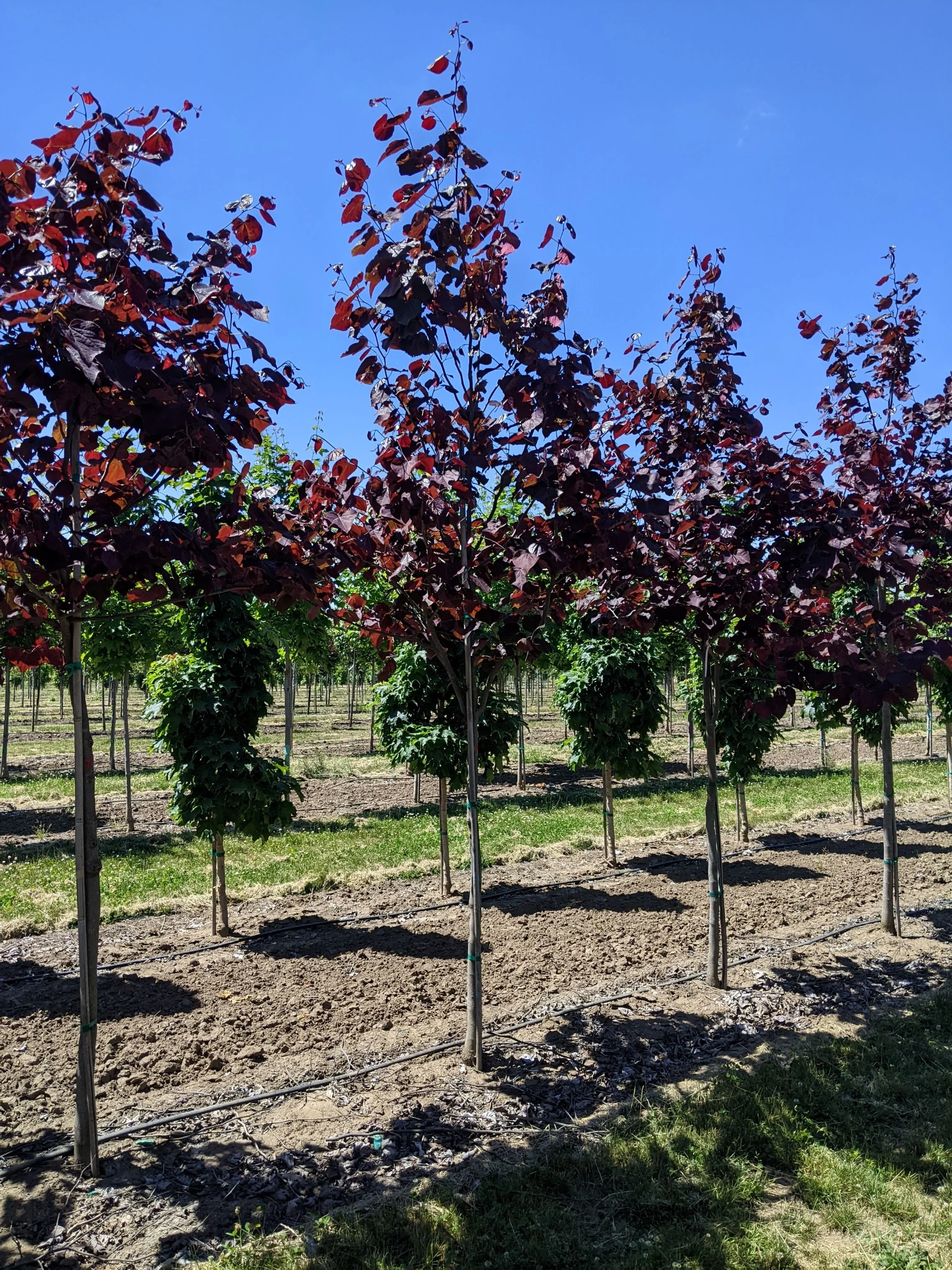 Forest Pansy Redbud | Cercis canadensis 'Forest Pansy' — Northwest ...
