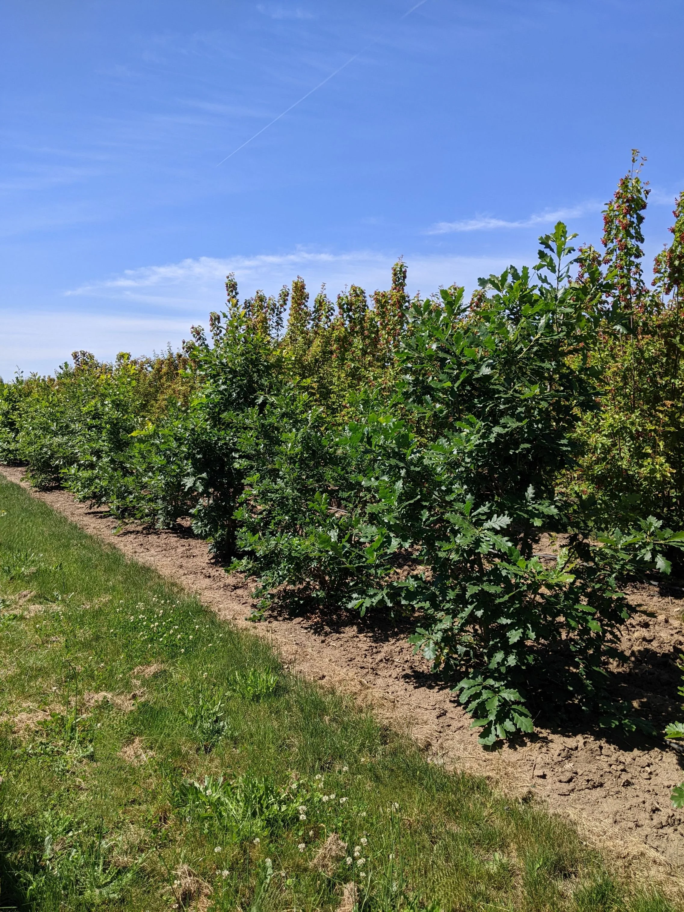 Gambel Oak | Quercus gambelii — Northwest Shade Trees