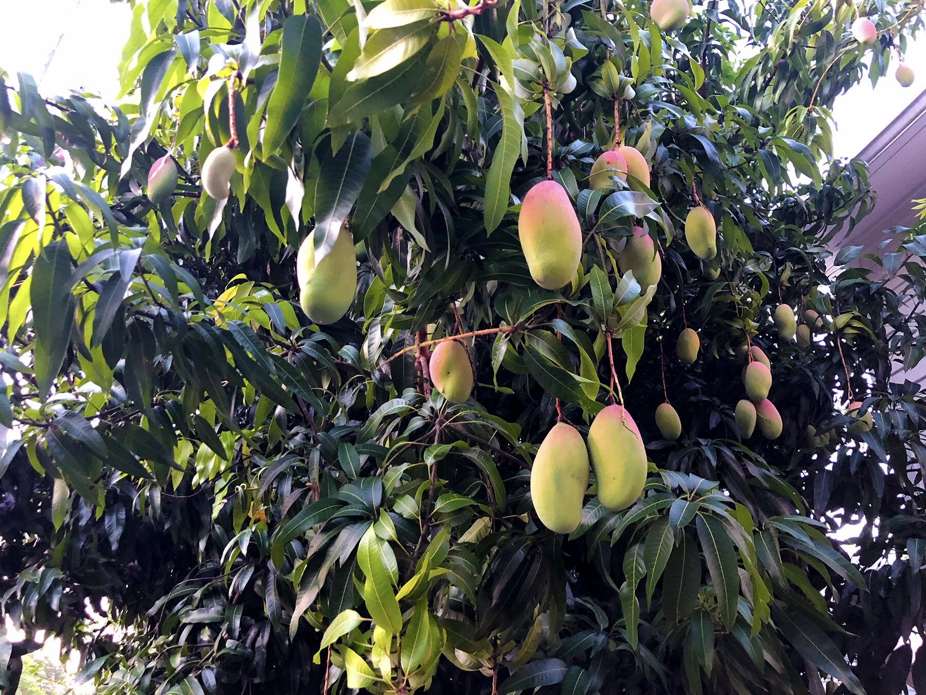 Despite Citrus Greening Southwest Florida Is Still A Fruit Tree Paradise Transition Sarasota Building Resilience Through Community