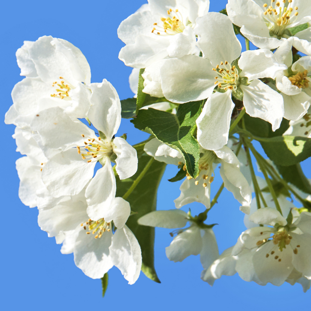 Five Self-Care Tips from a South Asian Woman to Welcome Spring