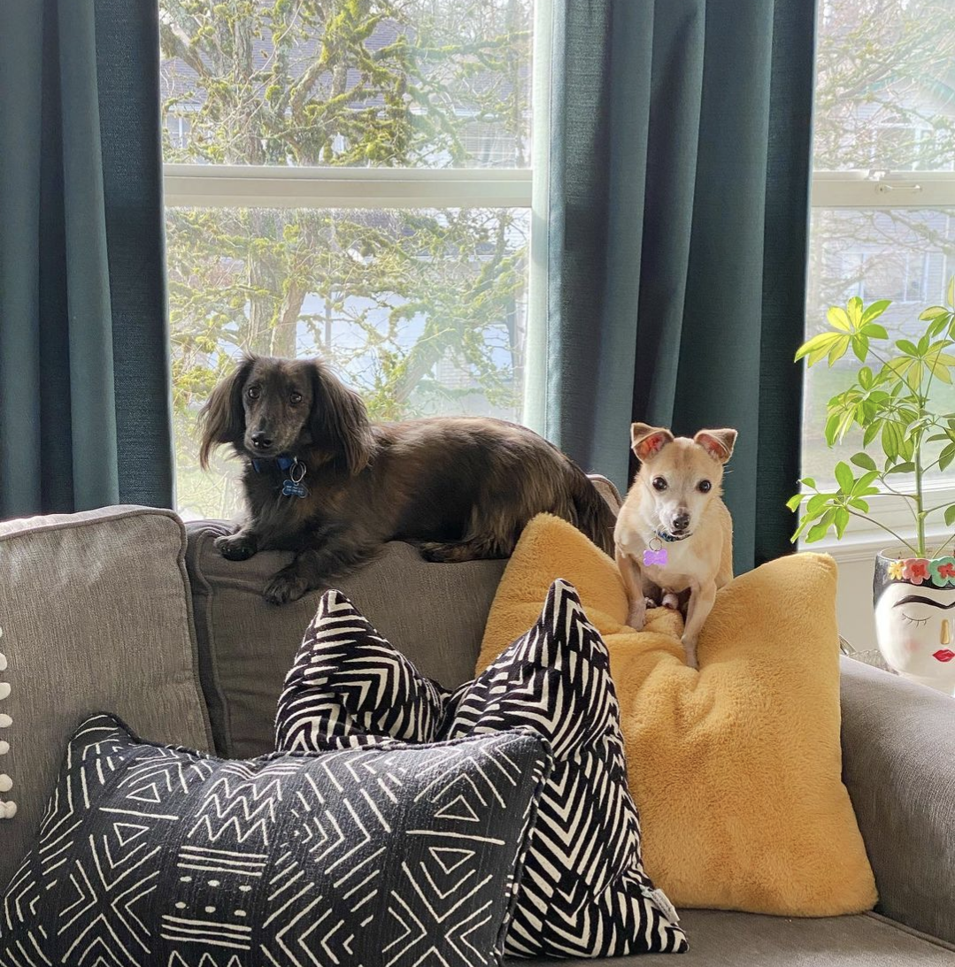 Three Things My Dogs Taught Me About Productivity