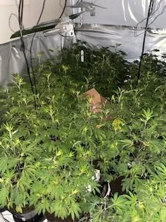 Cannabis worth £120,000 seized in police raid
