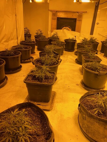 Axe, ‘Taser’ &amp; £50,000 of cannabis seized in west Hull drugs raid