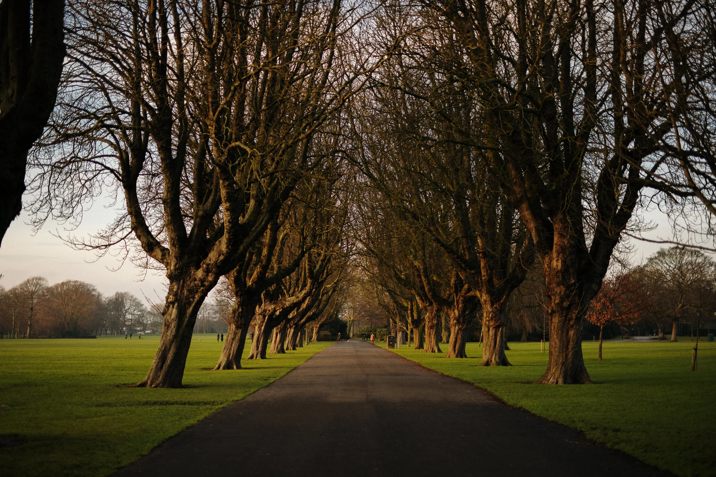 Branching out Hull named a Tree City of the World — The Hull Story