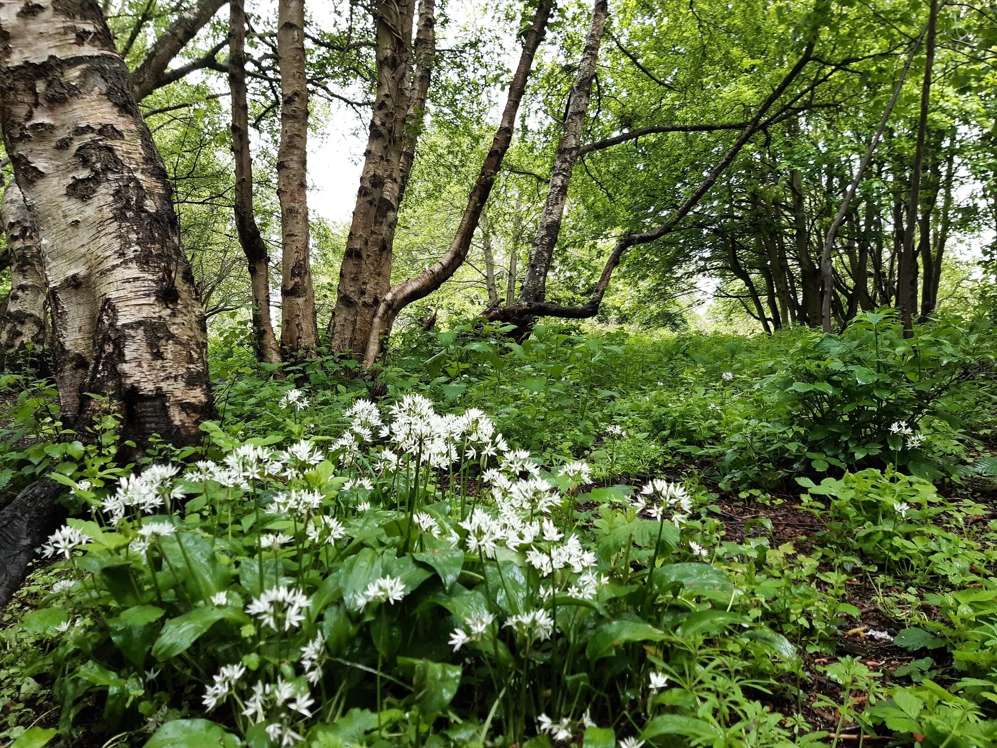 City woodland under council ownership