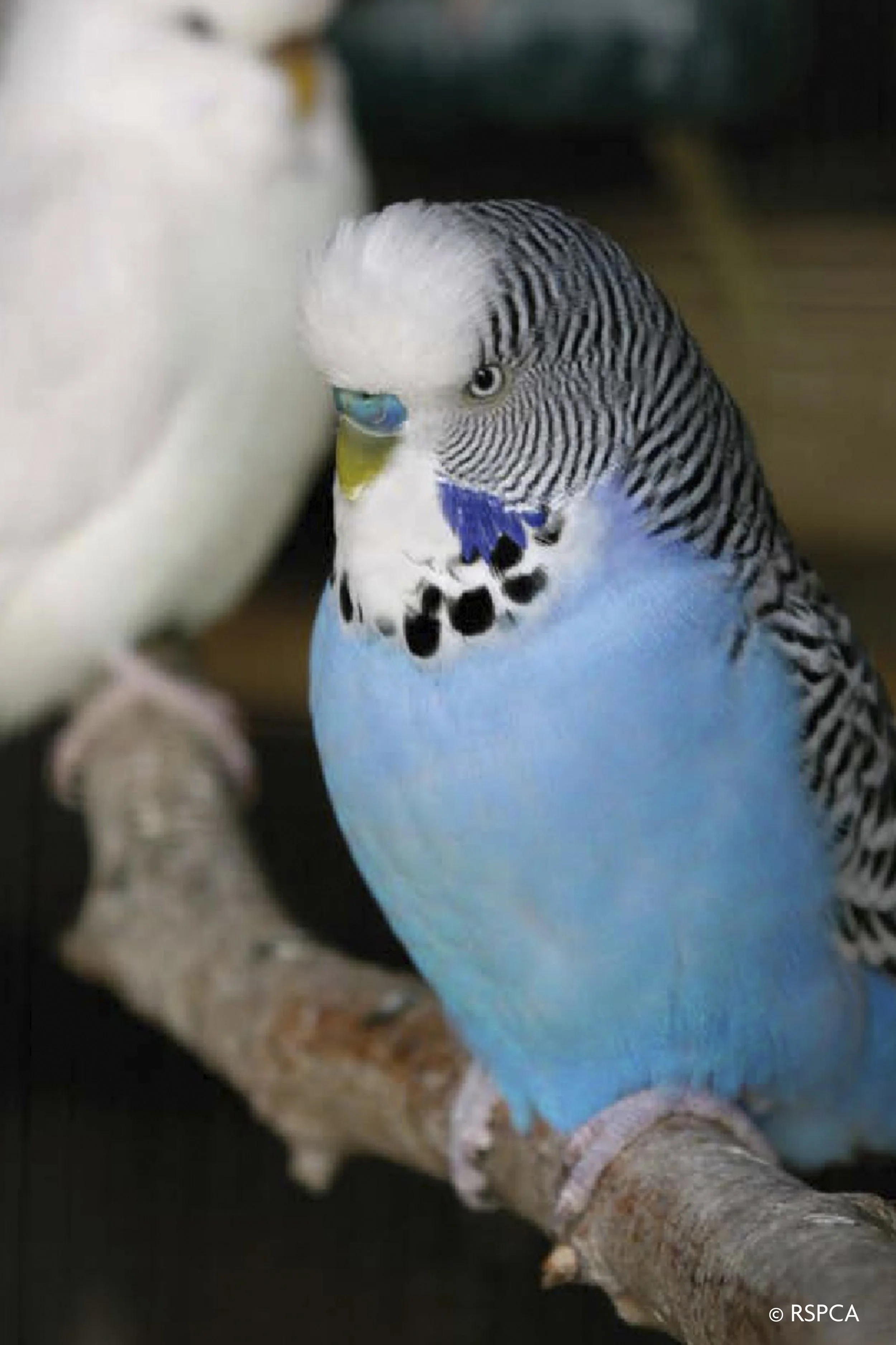 P1 RSPCA 12.jpg