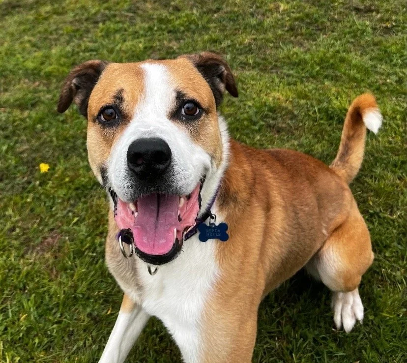 P1 RSPCA 20.jpg