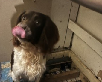 Paw patrol: Detection dog sniffs out thousands of illegal cigarettes