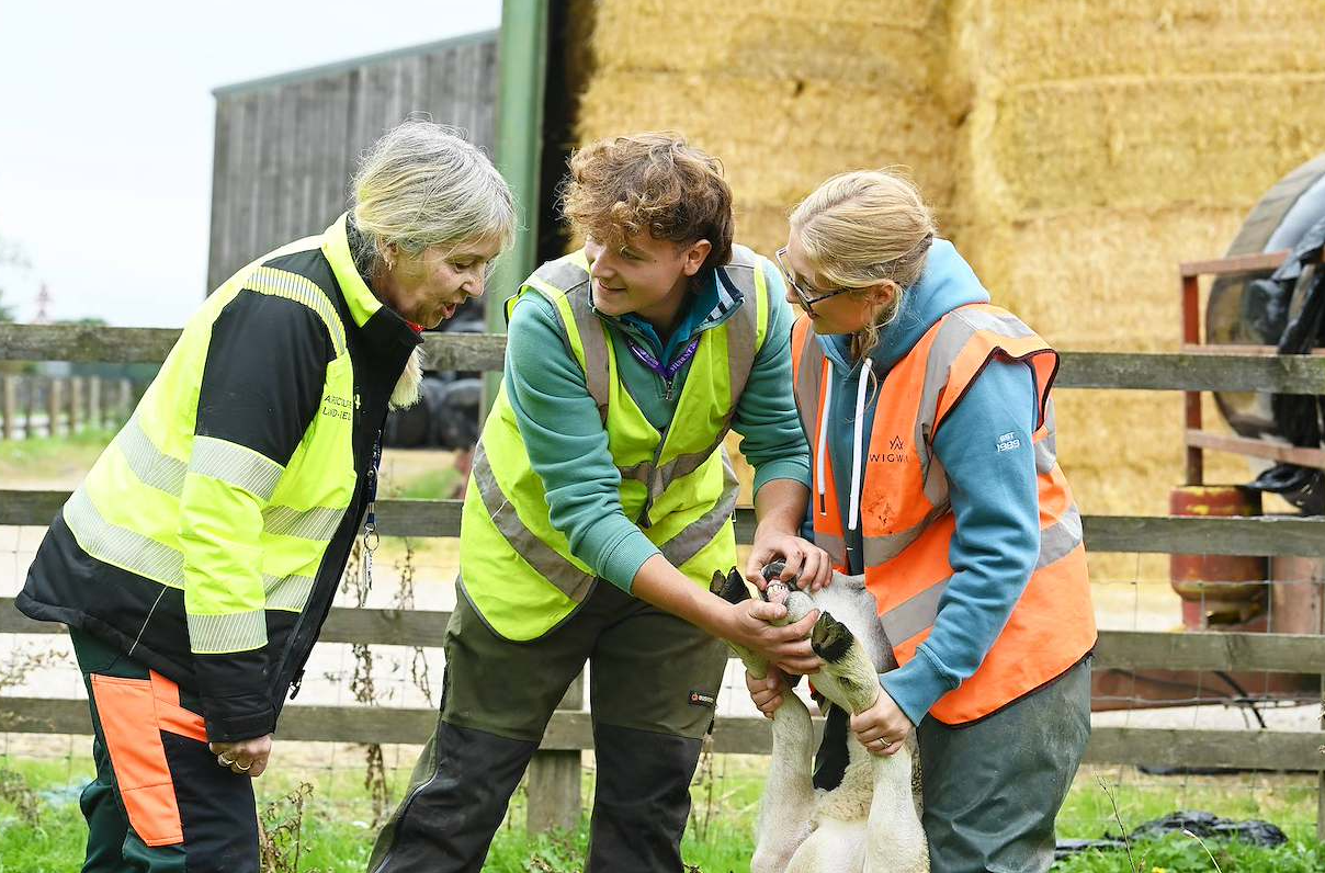 ‘AI can’t deliver a lamb’: Survey shows students and parents turning to hands-on careers