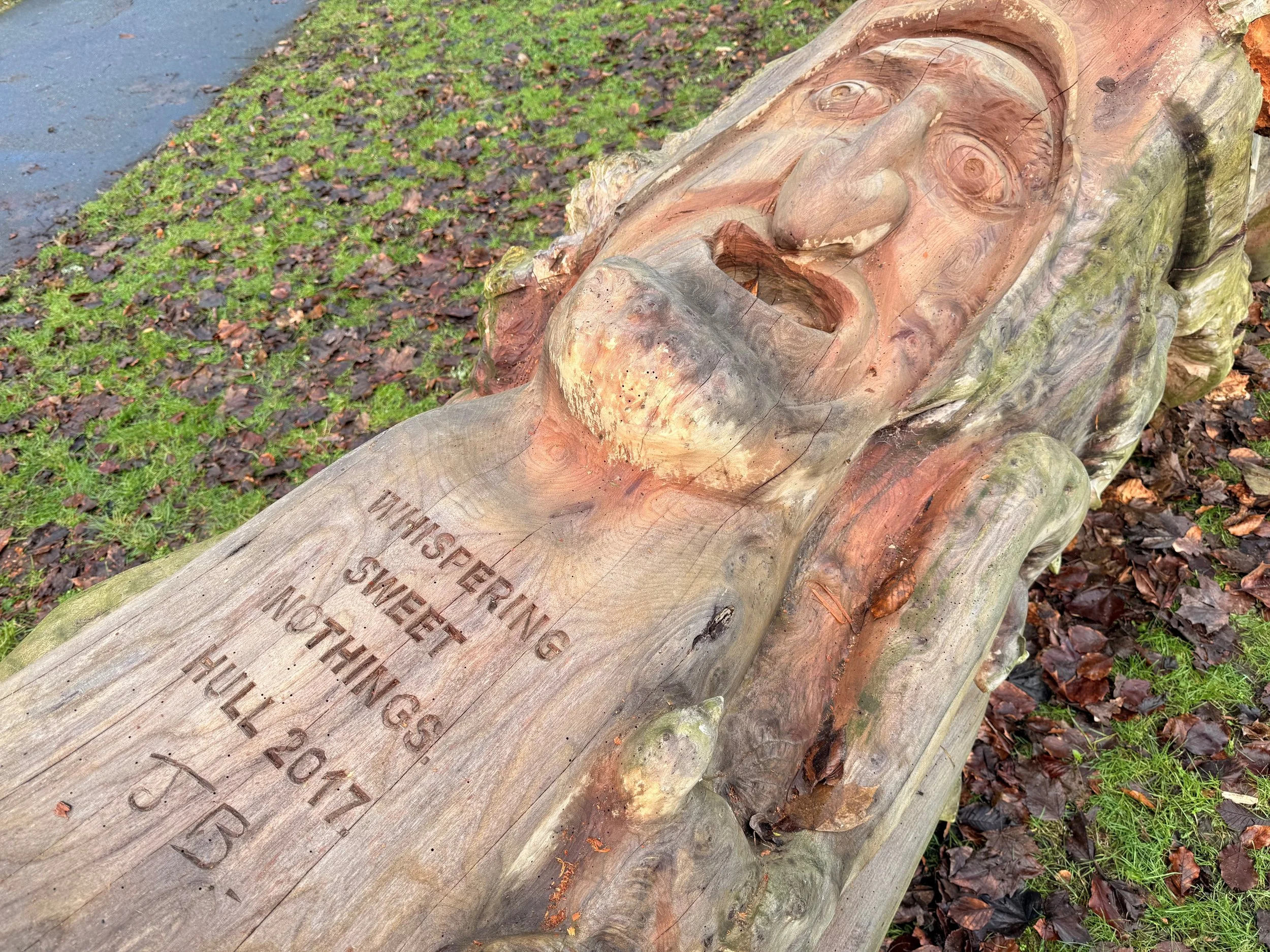 Down but not out: City of Culture tree stump felled for safety reasons