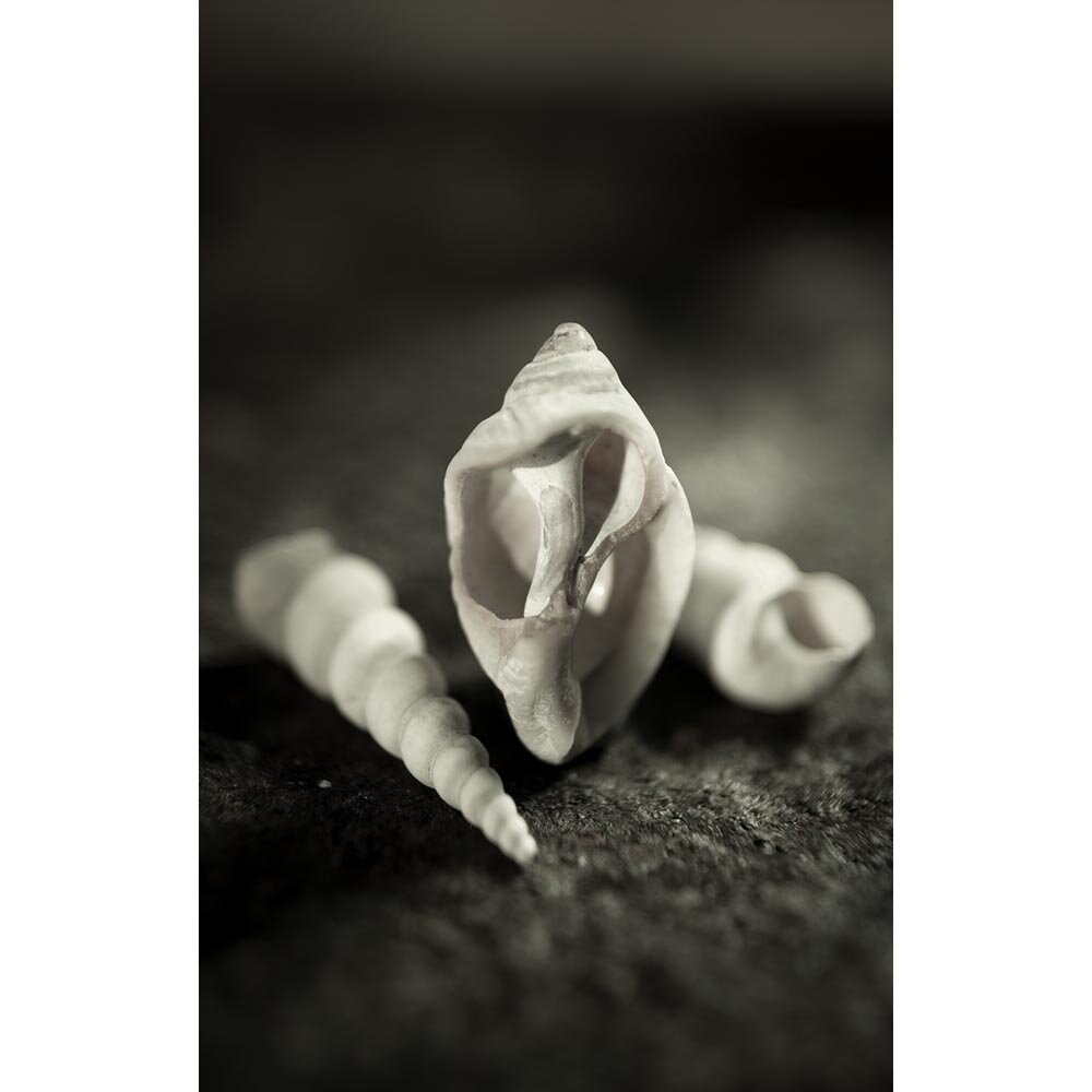 mckeephoto Three Shells_Thumb.jpg