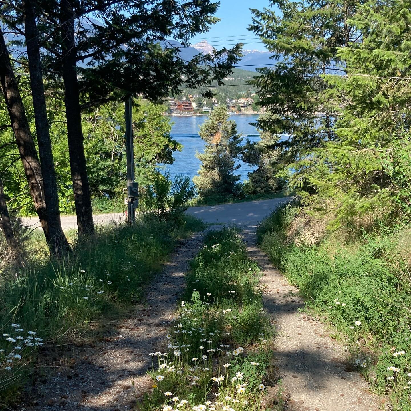 I had good intentions of getting out for my walk a little earlier today, because it&rsquo;s going to be ridiculously hot again. 🥵
.
Got sidetracked by the driveway daisies&mdash;and the lake and that sky. Grateful to spend time in this beautiful pla