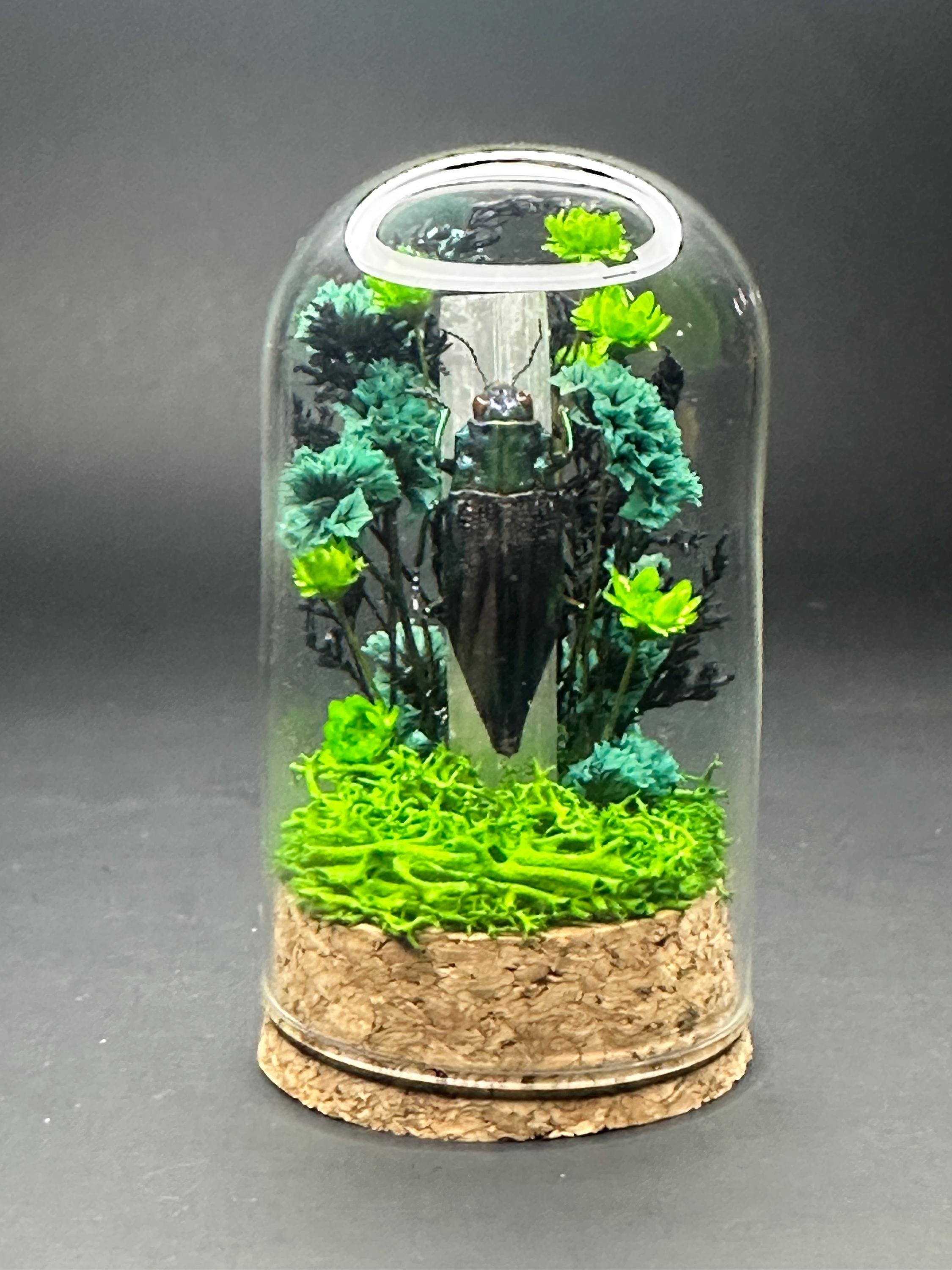 https://i.etsystatic.com/27002016/r/il/1ab24a/6498408714/il_fullxfull.6498408714_p2u1.jpg