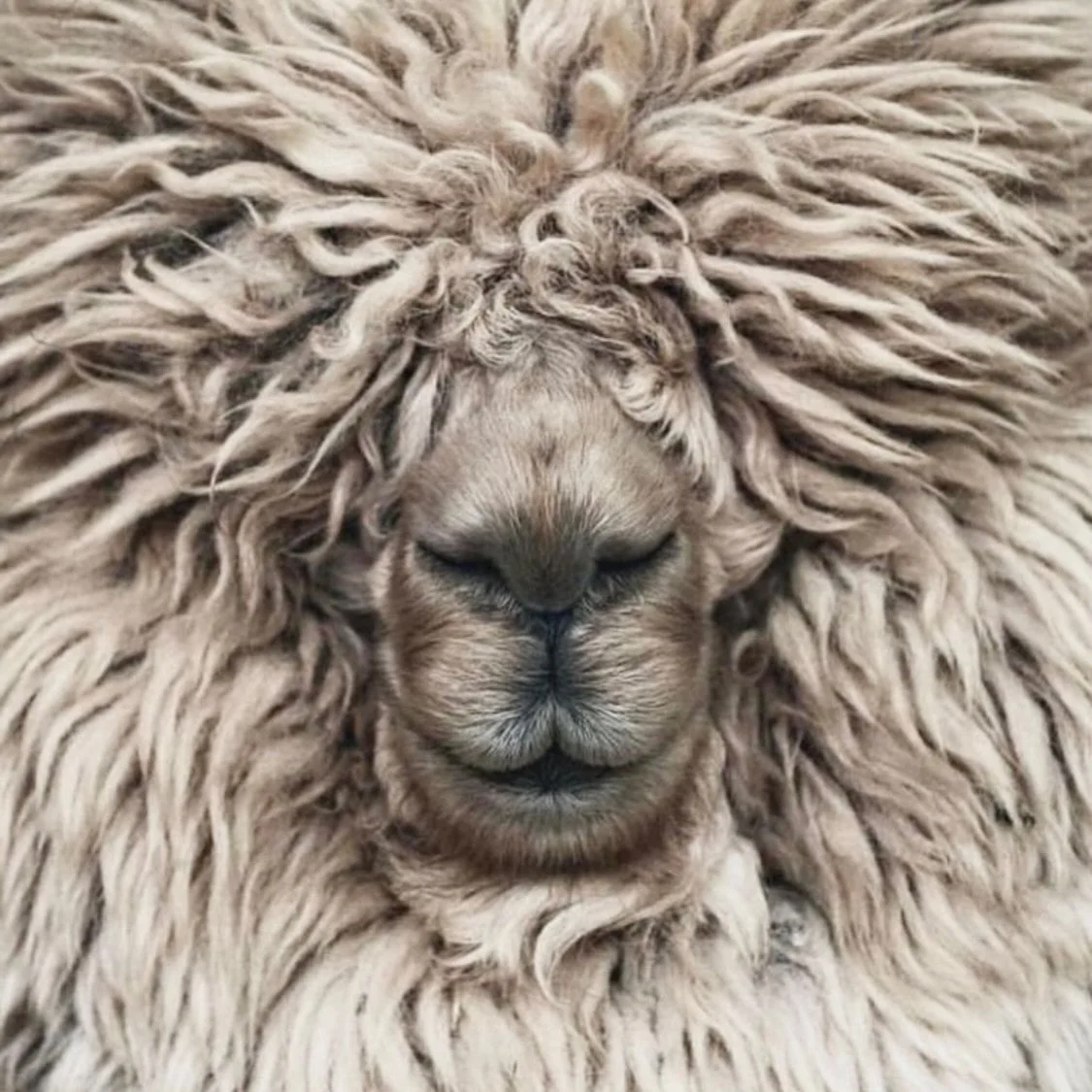 Did you know that wool has been used for thousands of years because of its unique benefits! Here are some reasons why to wear wool:

🌡Temperature Regulation

 💧Moisture Management

 🦠 Odour Resistance

🔥 Fire Resistance &amp; Safety

🧵 Durabilit