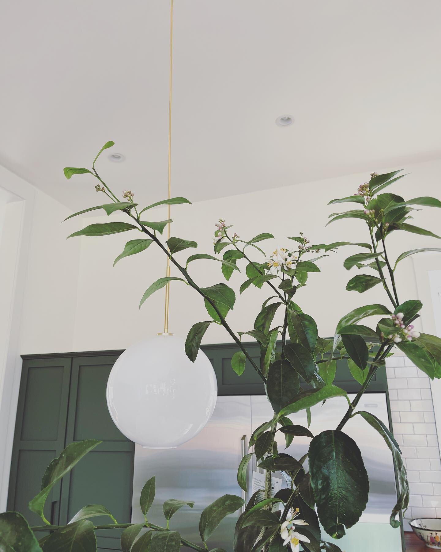 Easing my way back to social media after an 8-week hiatus and it was good for the soul. Hi friends. Our new kitchen and the lemon tree wanted to say hello, too. 🍋 #fairmount #nearsouthside #fortworth