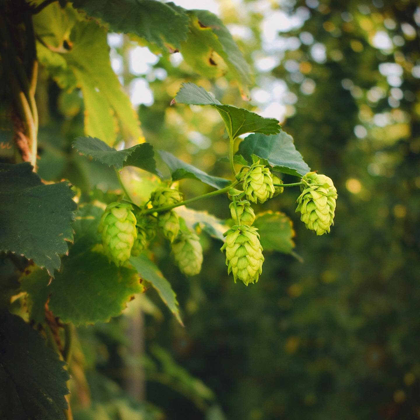 From the bine to the brew in just 24 hours. The wait for our fresh, Wet Hopped IPA is almost over 🙏
16oz cans of Cone &amp; Bine will be available in time to enjoy this weekend! Stay tuned for release details.