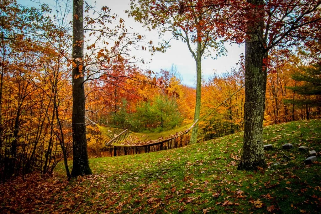 A hammock hanging between two trees in a fall forest with colorful autumn leaves on the trees and on the ground.