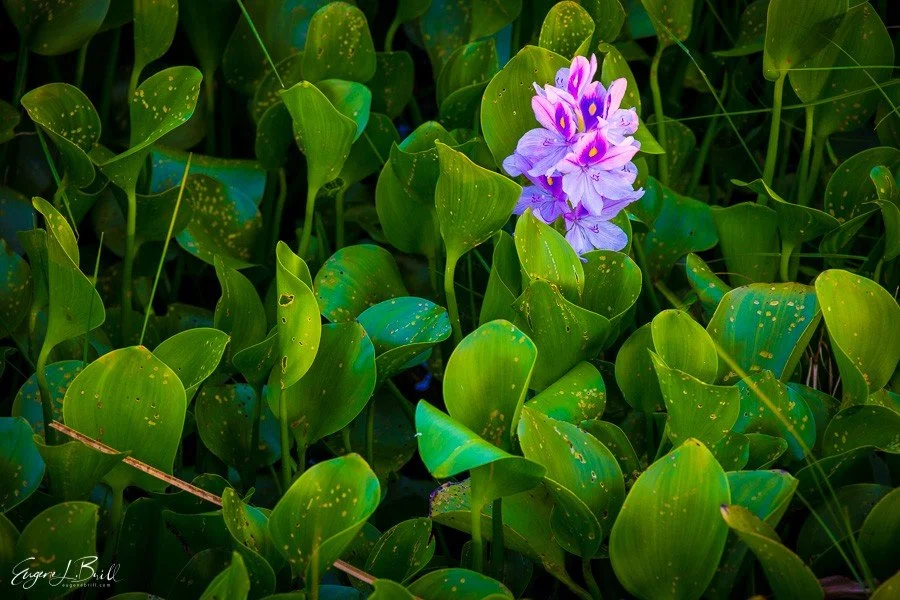 Plant with purple flower