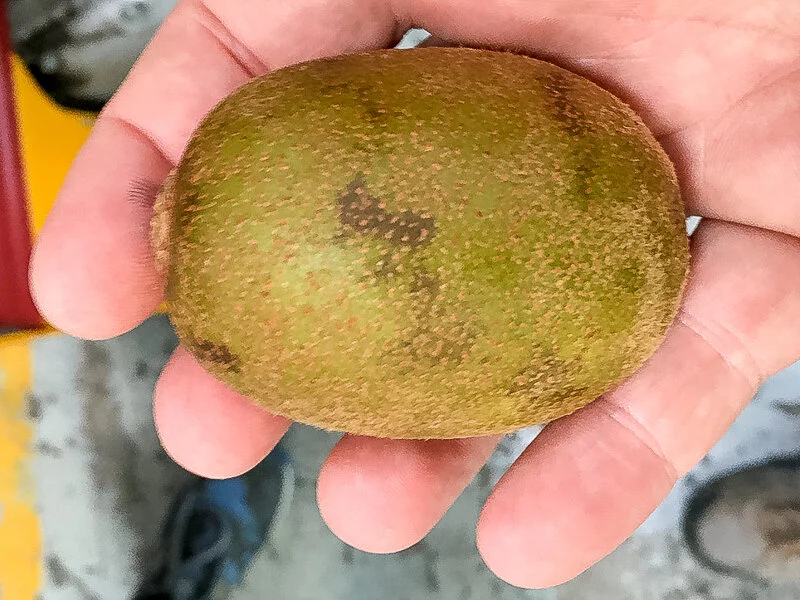 Determining factors that influence susceptibility to skin scuffing of kiwifruit –   MSc research      Sale of fruit relies heavily on the physical appearance. Fruit of all types suffer from physical injuries resulting in blemishes and deformities that reduce product quality. Skin scuffing is a visible symptom of physical damage which appears as discoloured brown spots on the fruit skin. Incidence of skin scuffing has been observed in kiwifruit, although incidence and prevalence seems to be highly random. In this work, fruit are being deliberating exposed to a consistent scuffing process in order to identify fruit attributes that indicate susceptibility to expressing scuffing injuries. The ultimate goal of this research is to identify physiological reasons for some batches of fruit to be more susceptibility to develop injury than others. With this knowledge work can begin to find means to mitigate fruit losses caused by scuffing, by reducing both causes and susceptibility to scuffing.