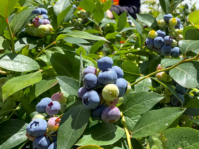 IMG_3126 (Large).jpg