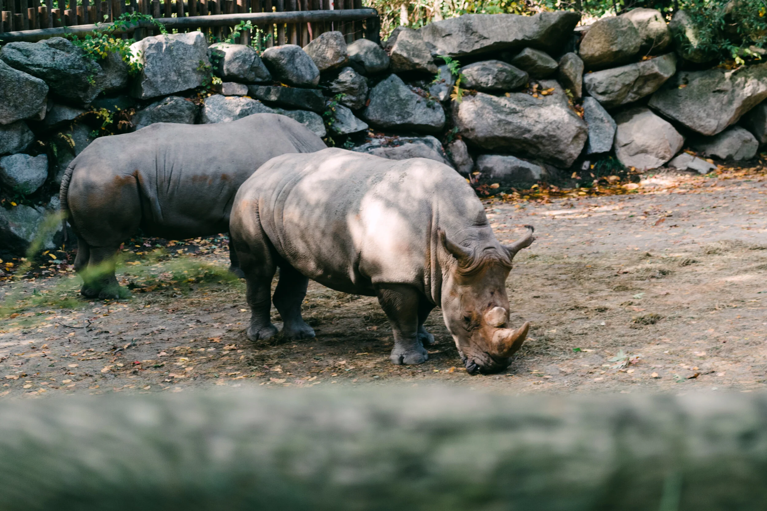 Southwick’s Zoo Zoofari Review Western MA Family Photographer — EC