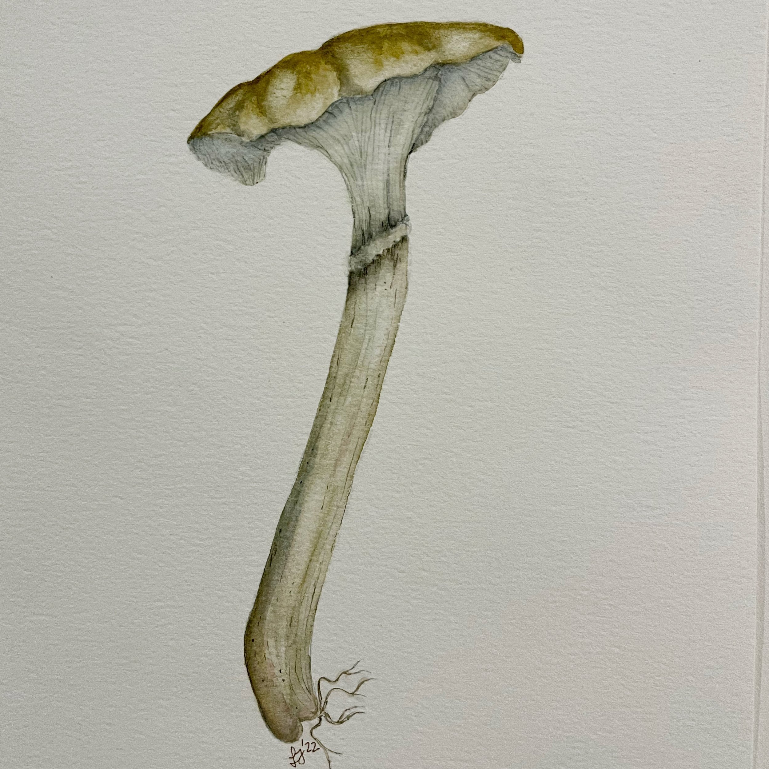 Fungi watercolour - Libby Fordham