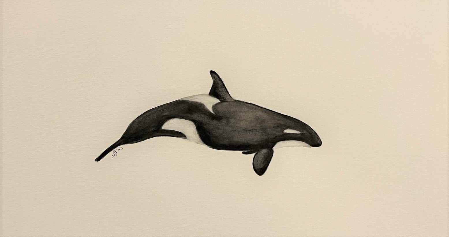 Orca watercolour - Libby Fordham