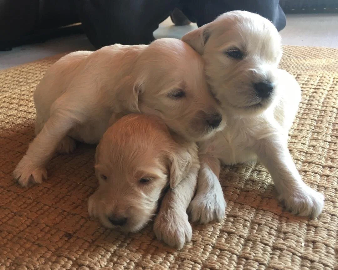 3+week+puppies.jpg