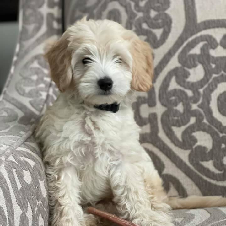 Puppy%2Bblack.jpg