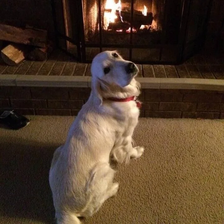 pearl+in+front+of+fireplace.jpg